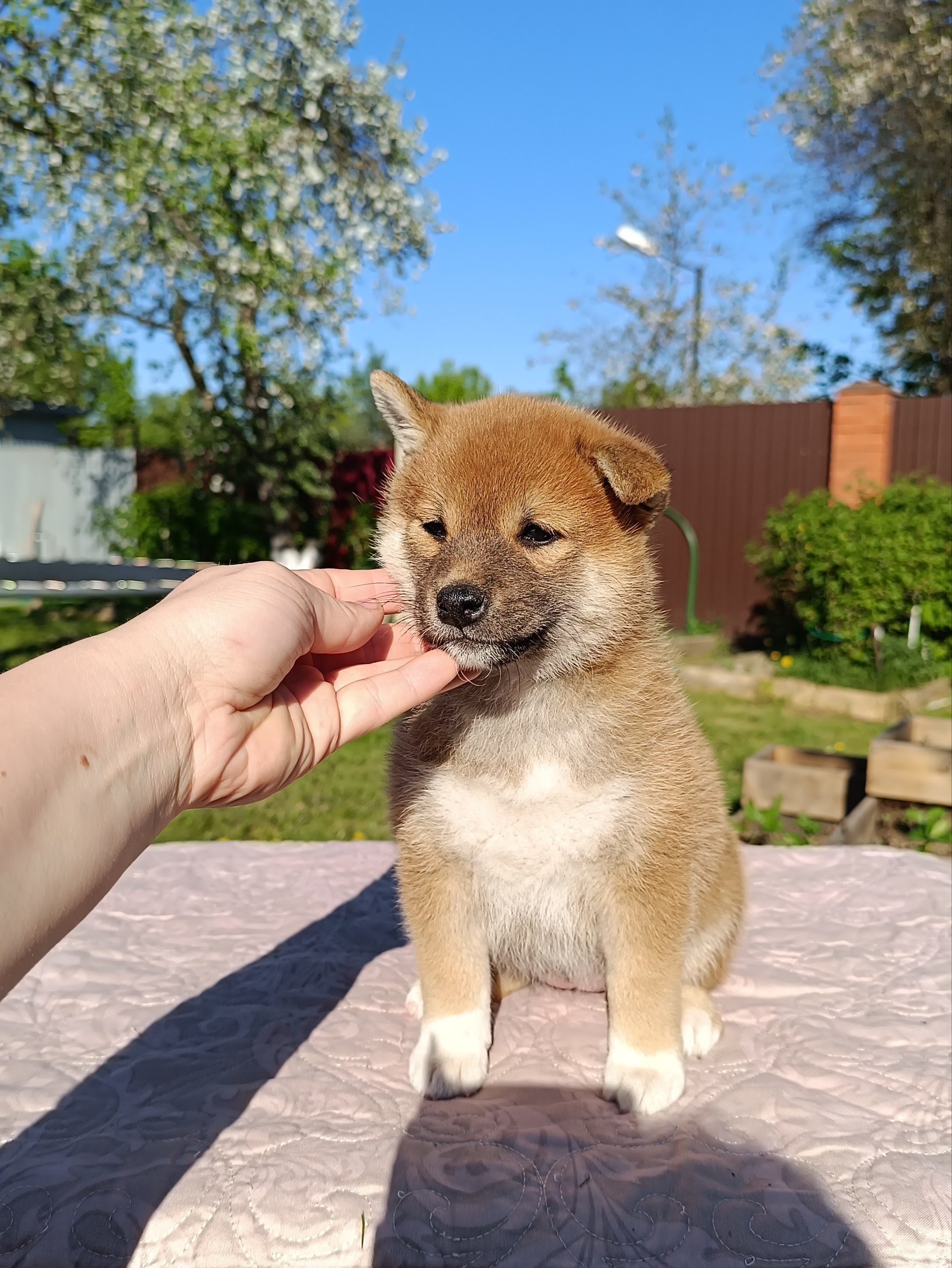 Сиба Rubylight Fumiko питомник Рубилайт