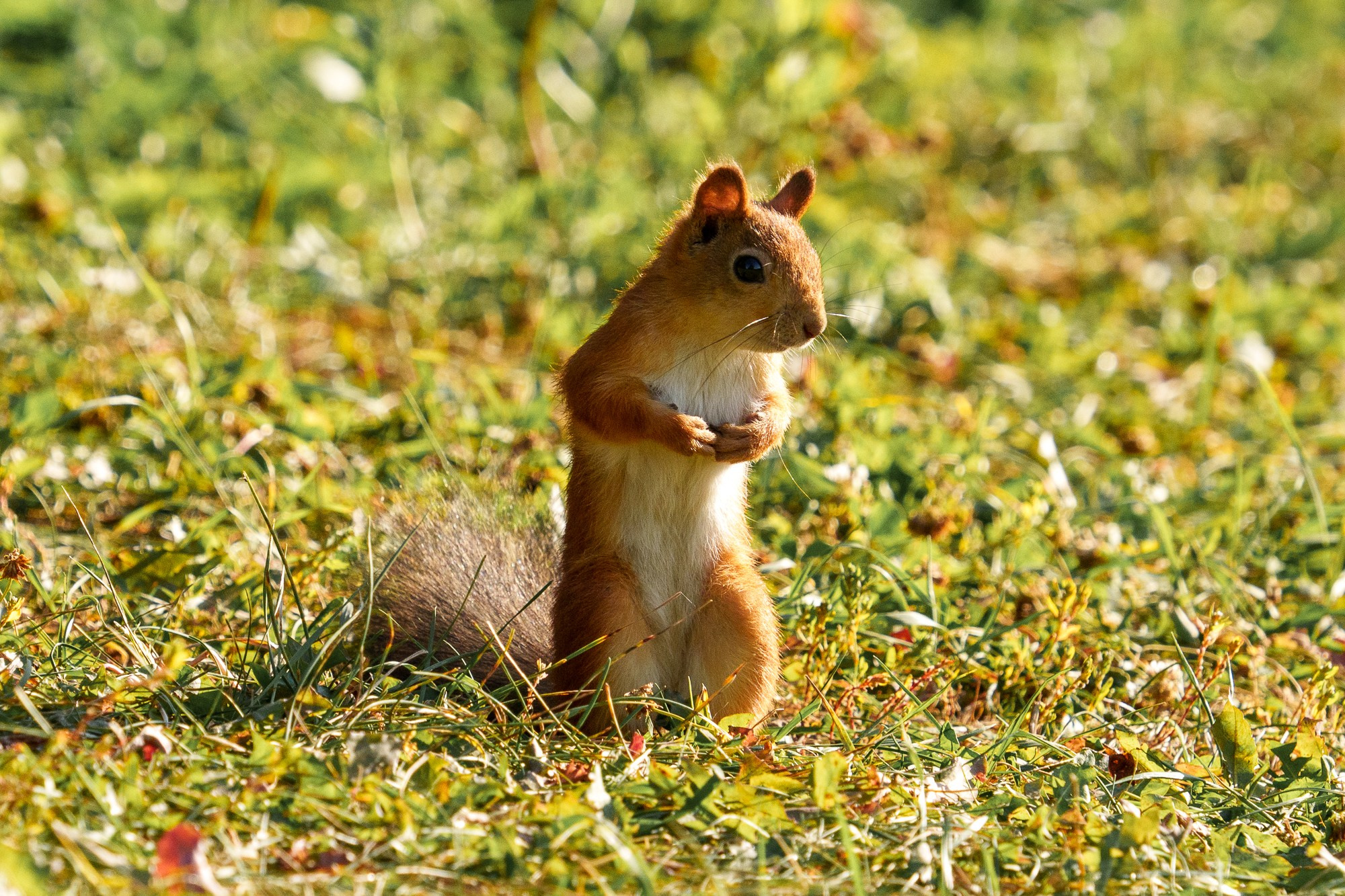 Животные. Ваш личный фотограф Марина Волкова