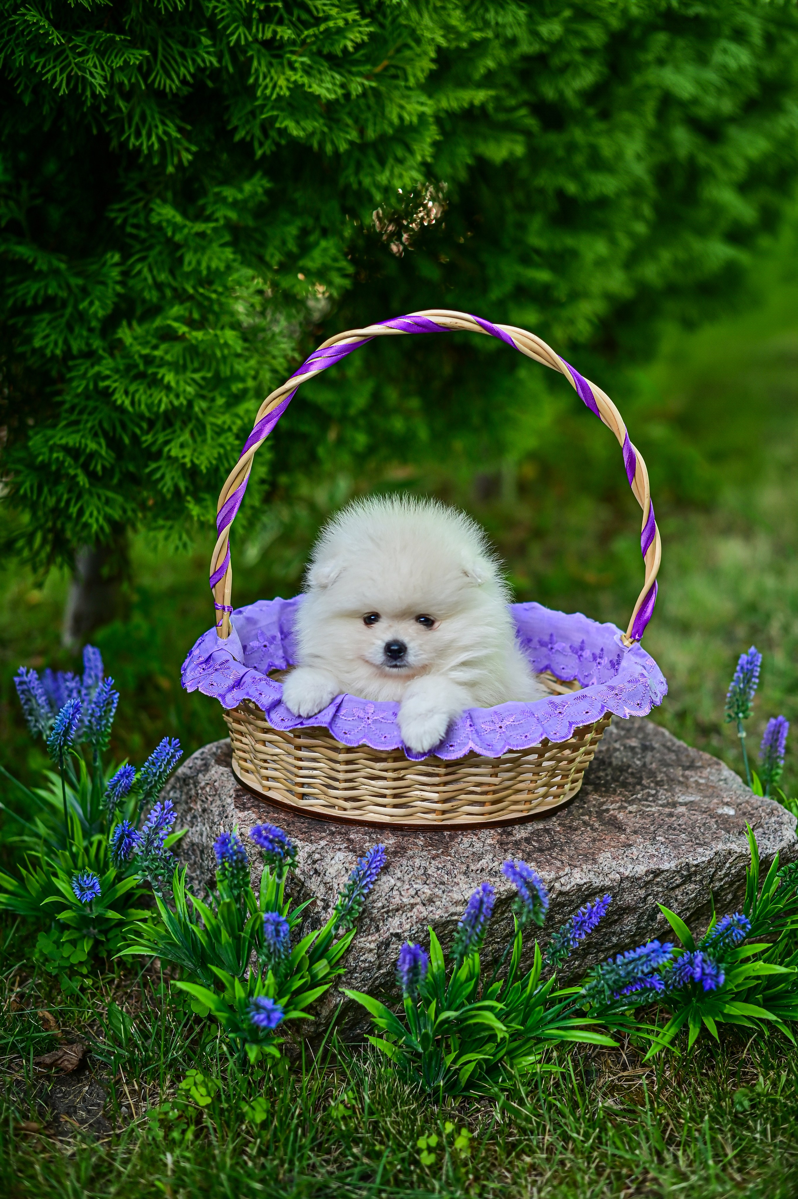 Животные. Семейный и свадебный фотограф в Донецке Донская Анастасия