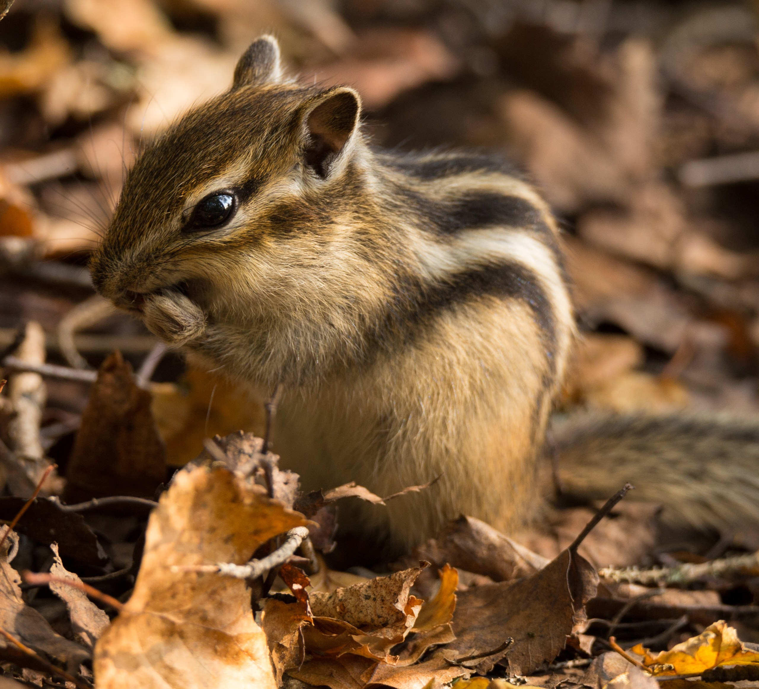 Анималистика. Фотограф Александр Чазов