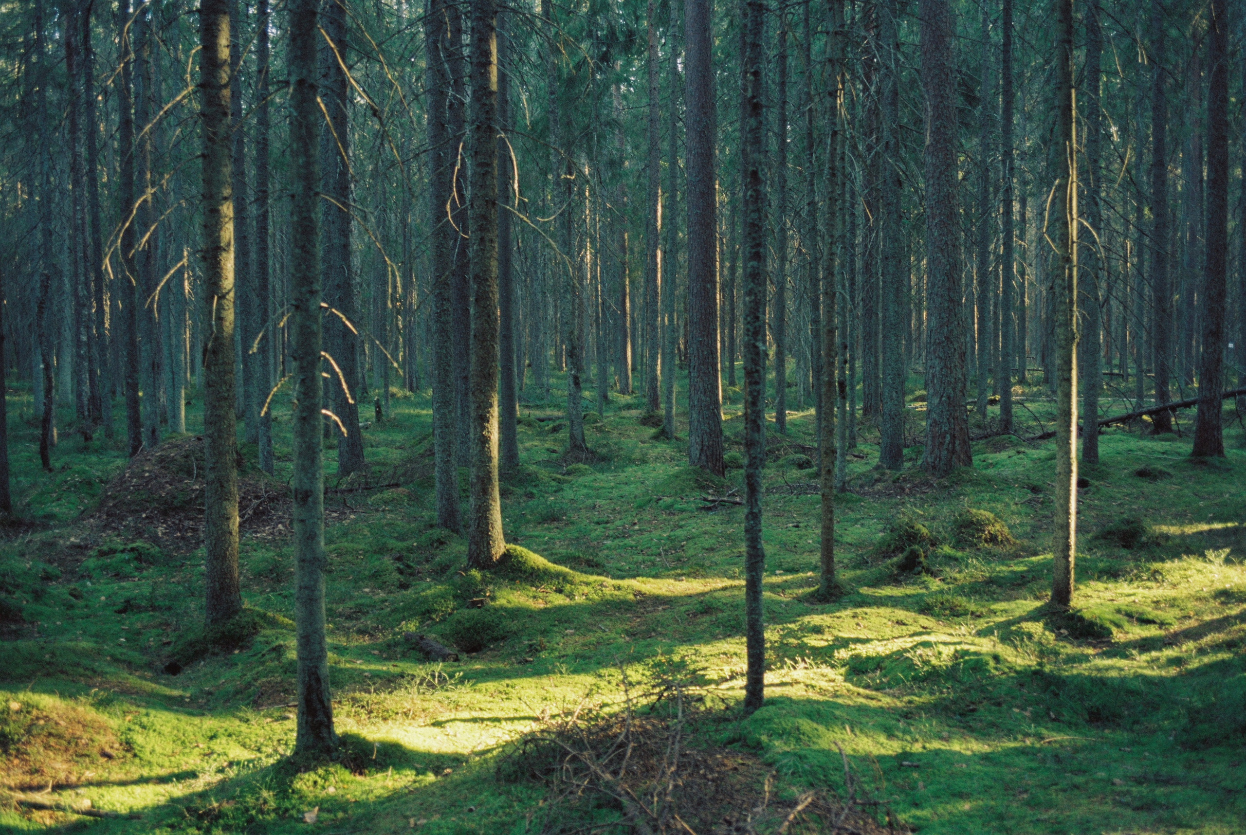 Плёночная весна 2025. Илья Михачёв Фотограф ПРО людей