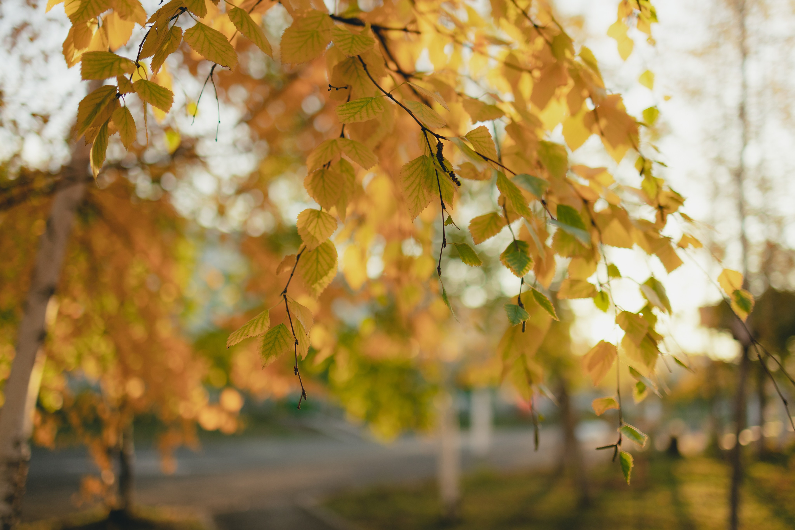 Осень 2025. Фотограф Братск Юлий Дежин