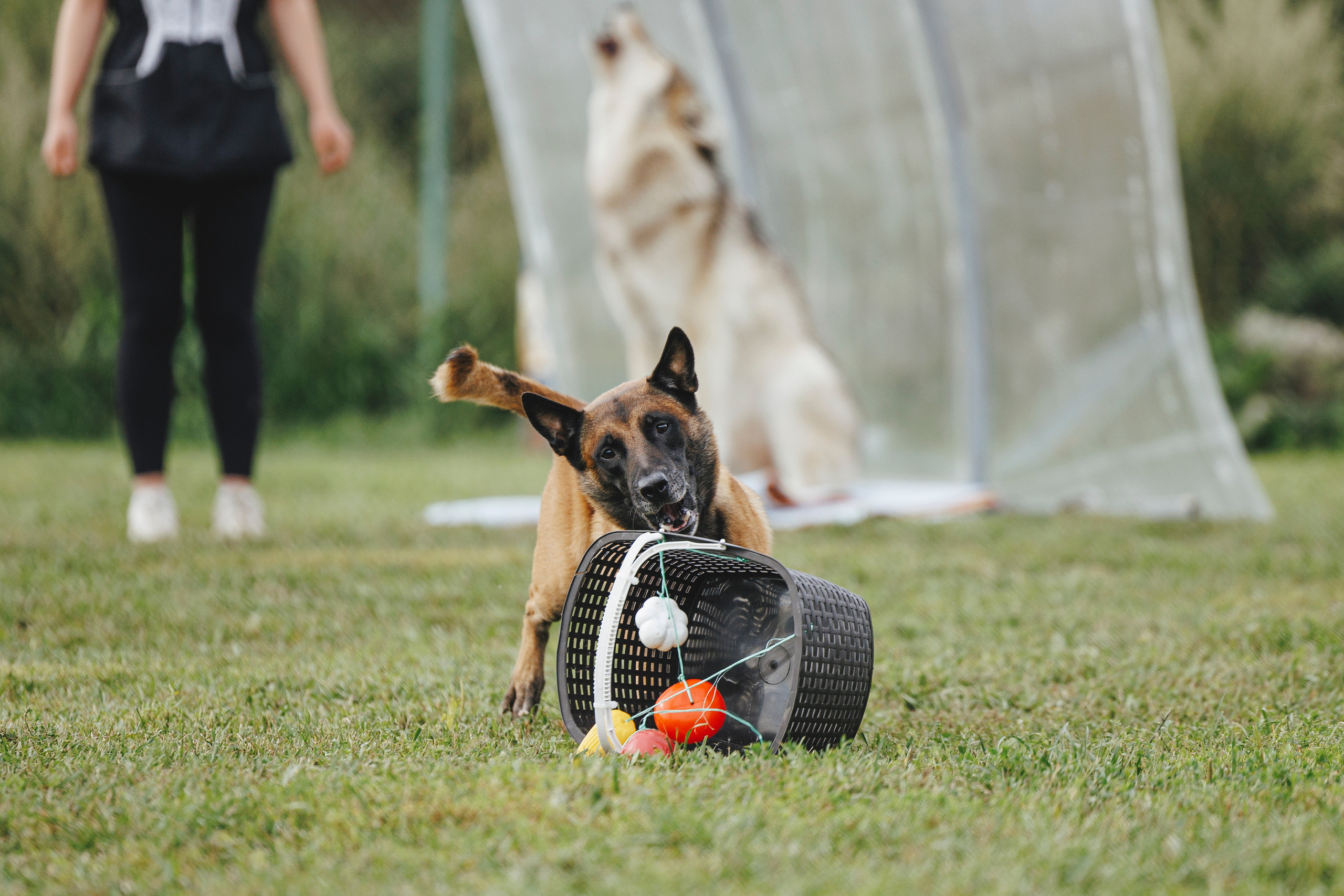 08.08.25-10.08.25 ЧР по мондьорингу г. Вологда. Фотограф-анималист Анна Маринич