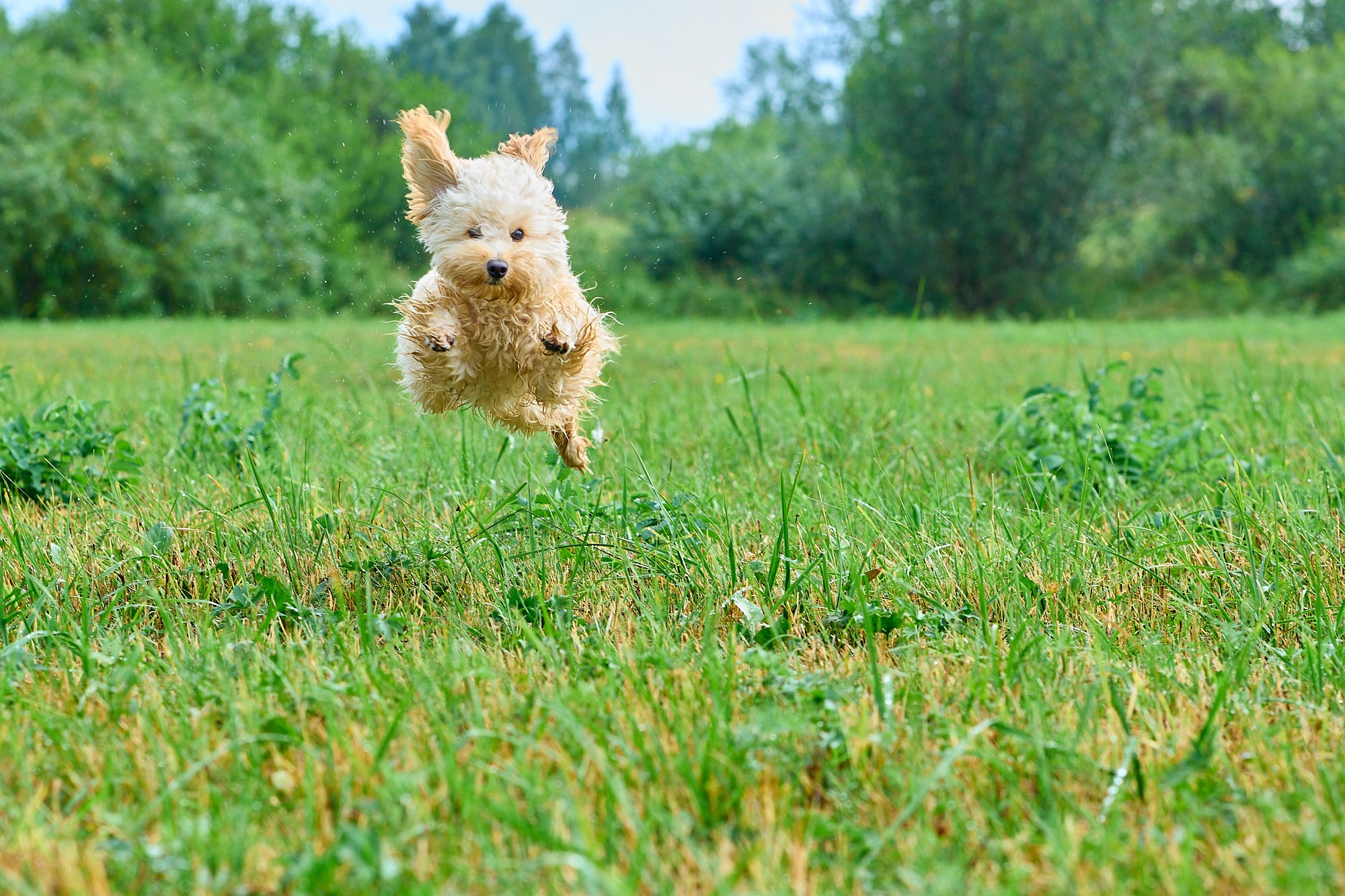 Мокрая от травы и неугомонная Бонечка. Любовь Гальцова — свадебный, семейный, детский фотограф в городе Кемерово и Кемеровской области