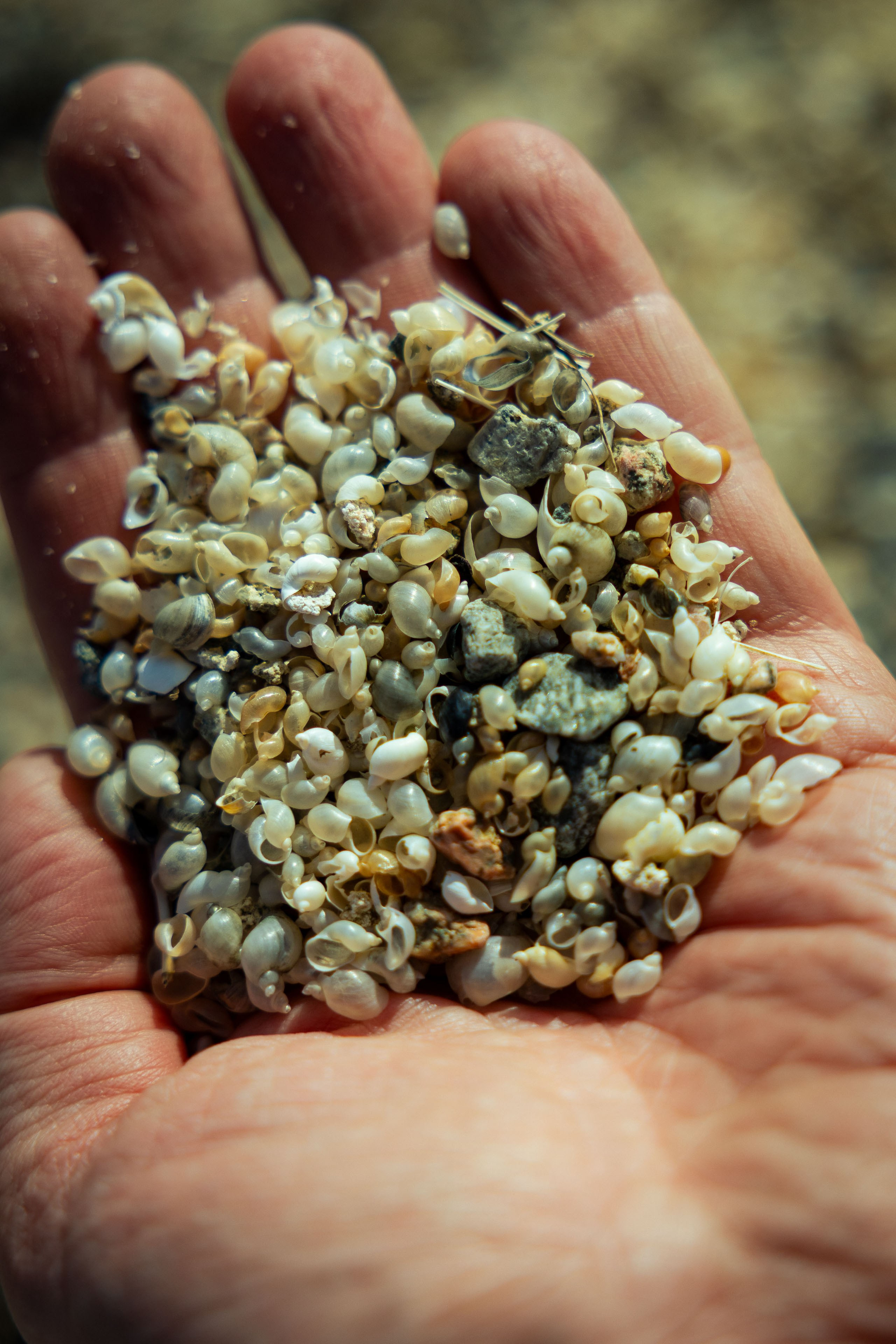 Кыргызстан (весна 2025). Фотограф Виноградов Константин