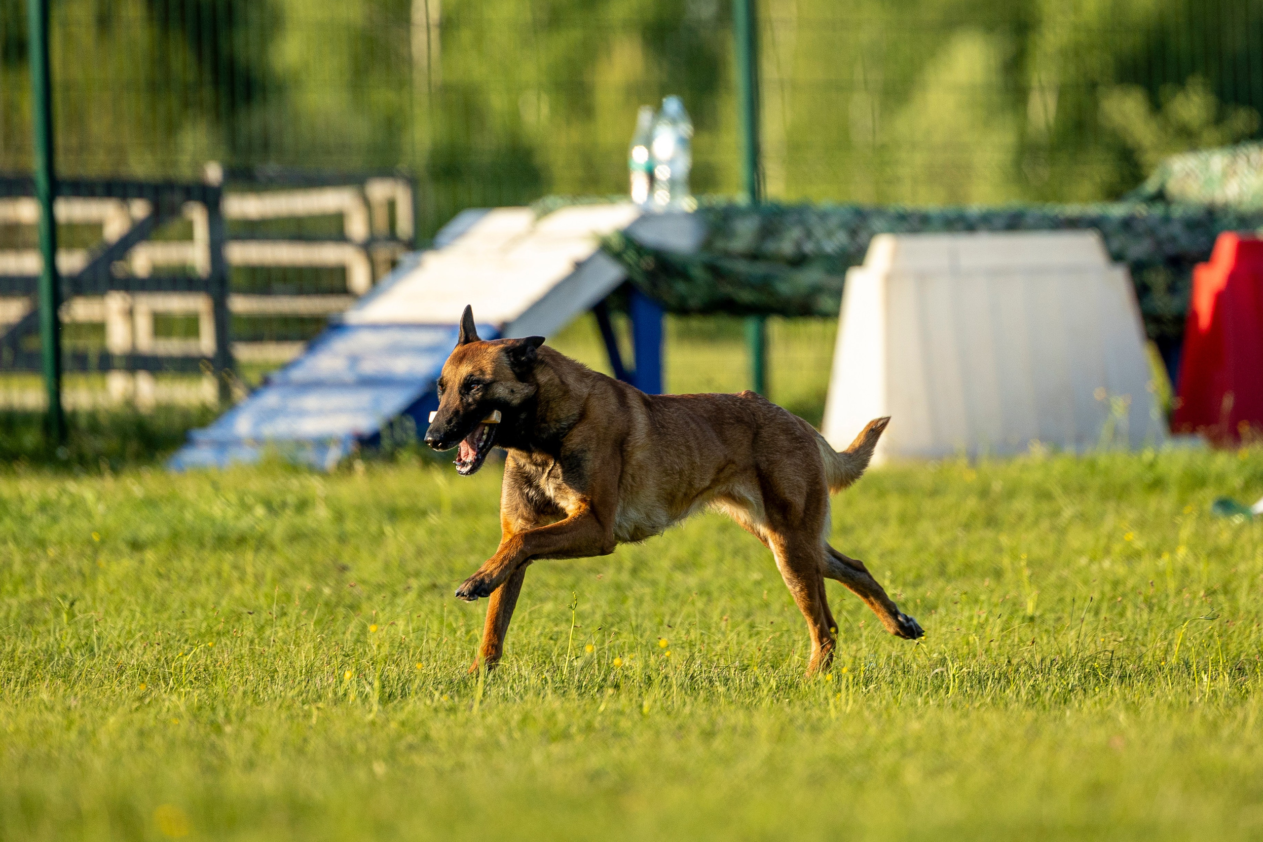 Испытания по мондьорингу в Нижнем Новгороде. Фотограф-анималист Анна Маринич