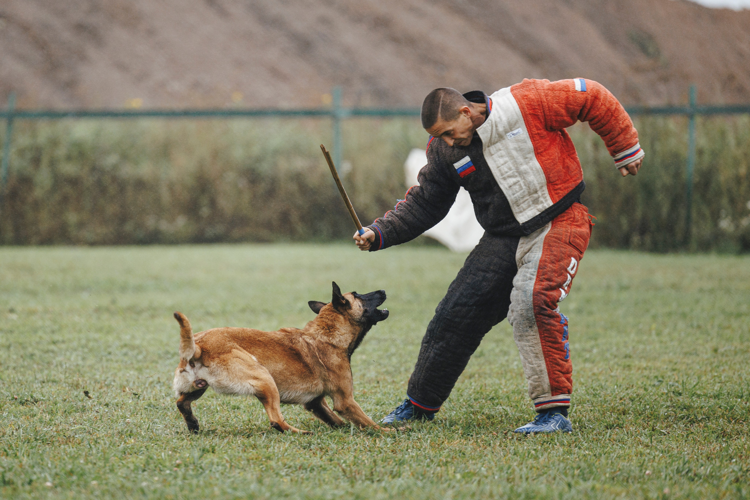 08.08.25-10.08.25 ЧР по мондьорингу г. Вологда. Фотограф-анималист Анна Маринич