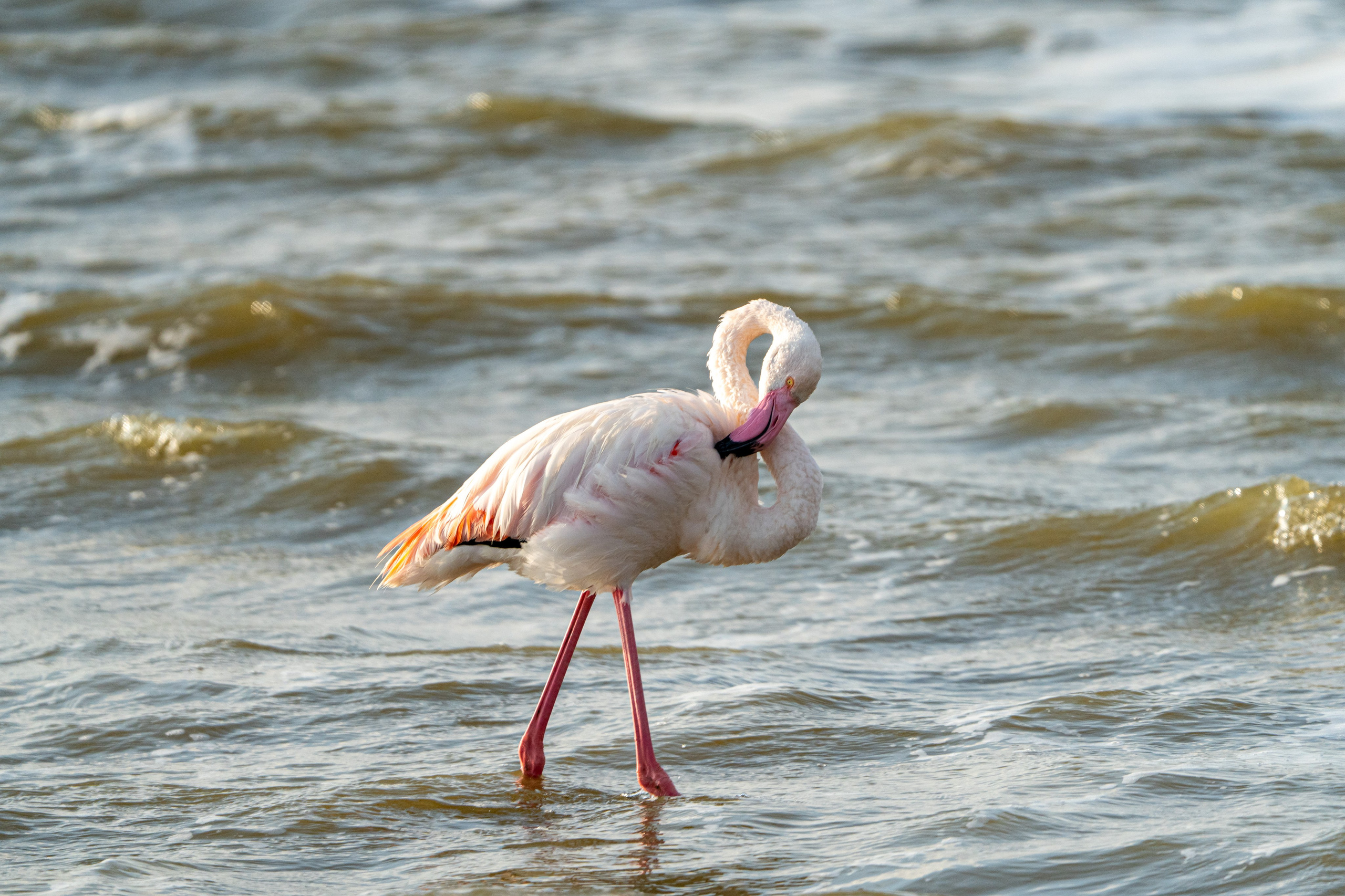 Танзания, сафари, 2025. Творческие сьемки