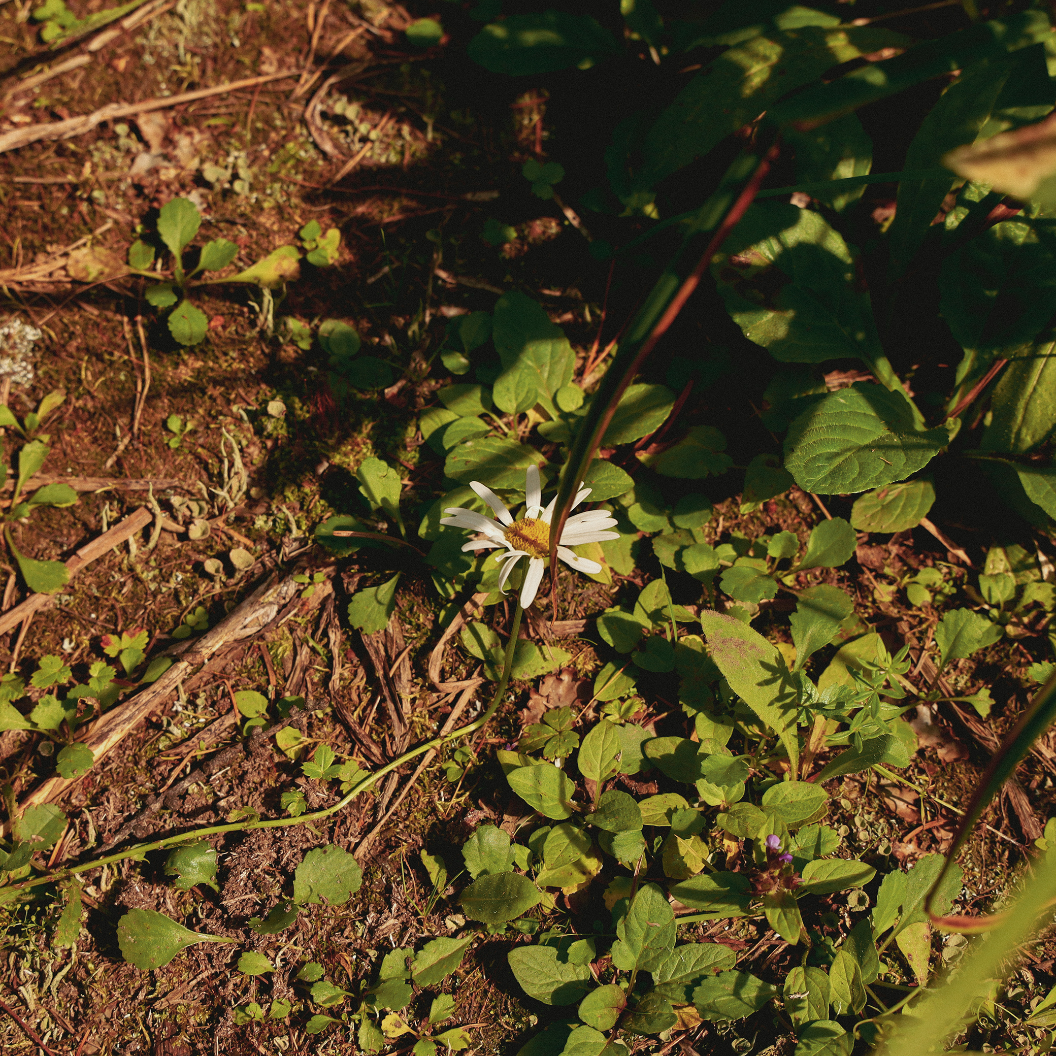 Summer hike. Фотограф/дизайнер в Екатеринбурге Хитрый Дмитрий