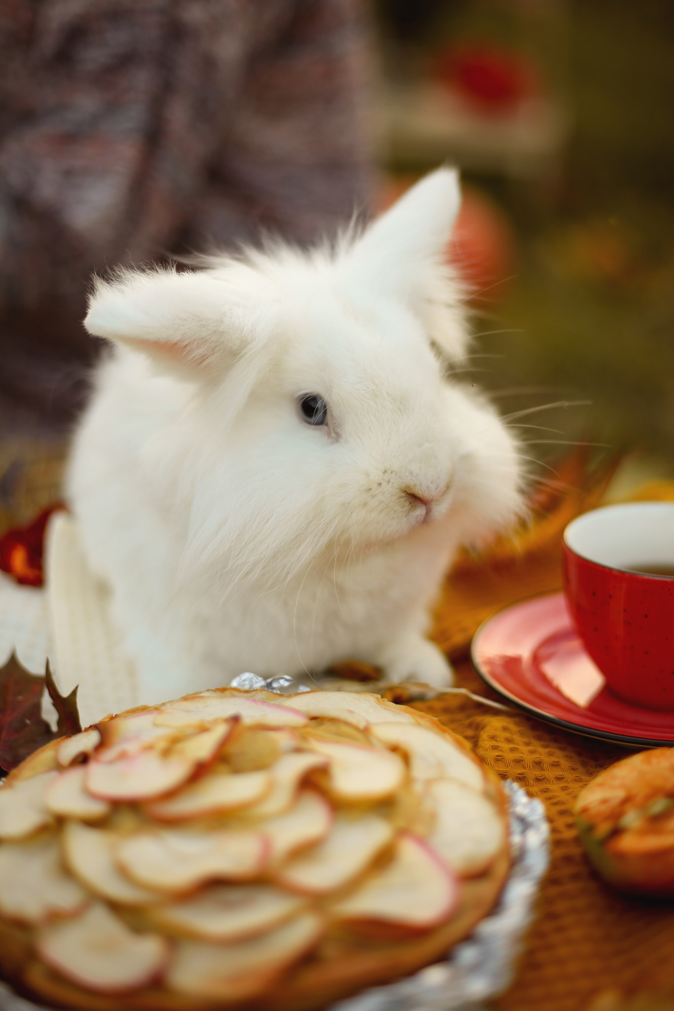 Осенний пикник с кроликом. Фотограф Ульянкина Мария