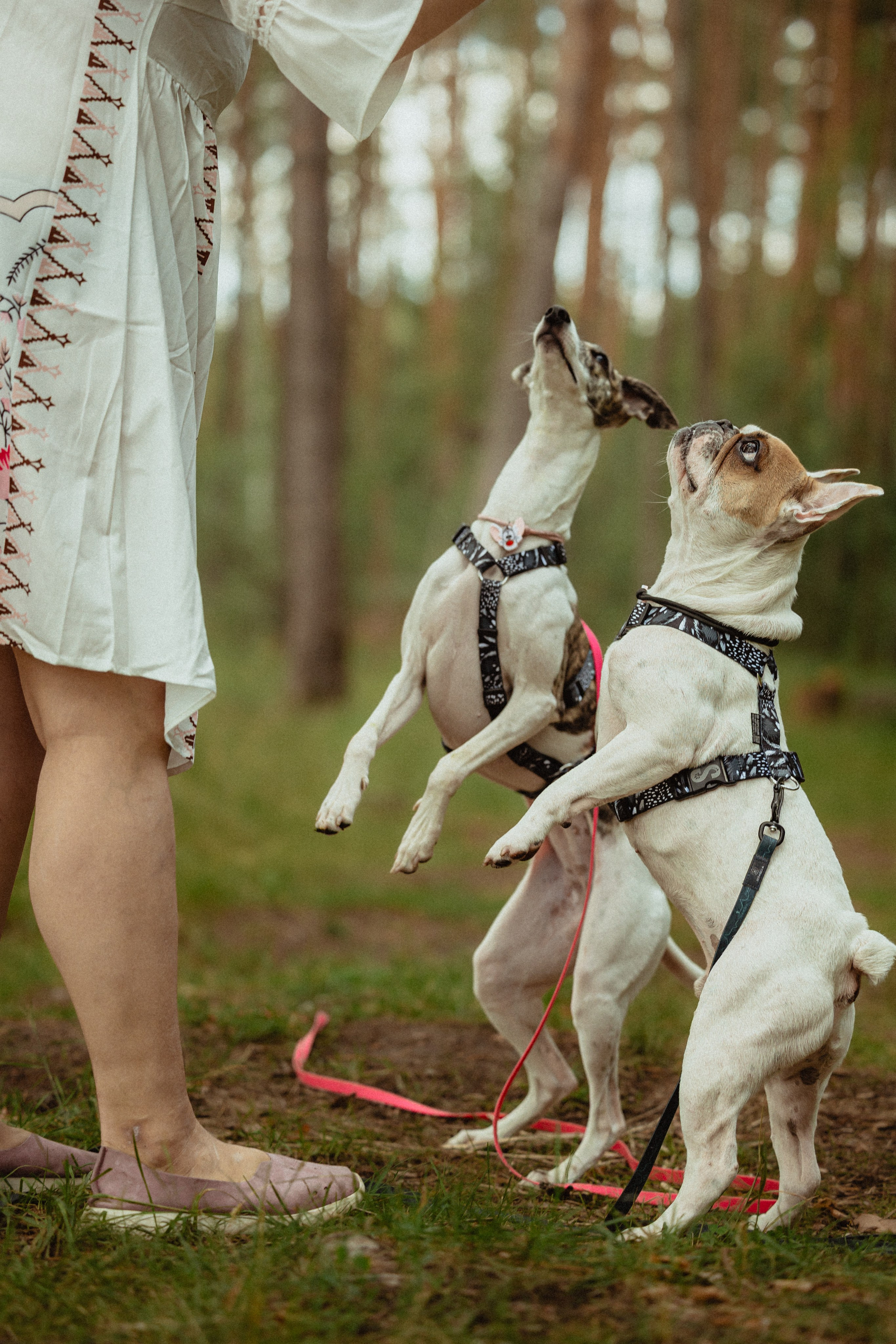 Выездной дог-тренинг от школы «Шерсть имею»