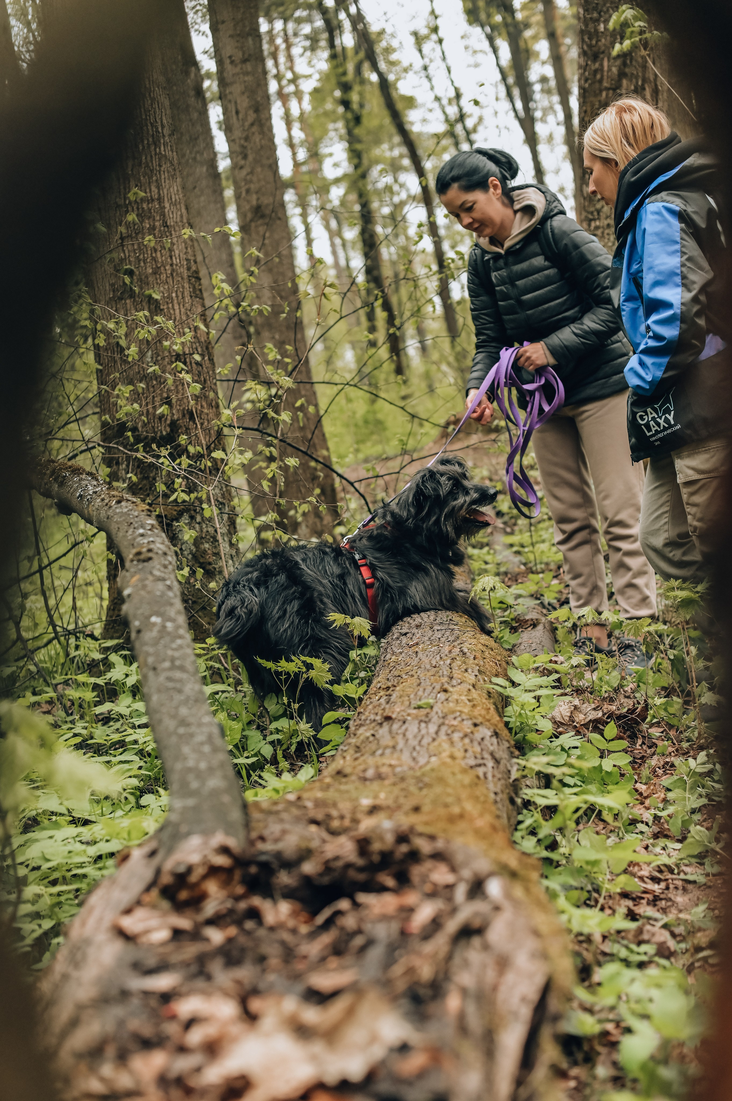 Занятие с кинологом. Семейный и репортажный фотограф в Москве Анастасия Трубкина