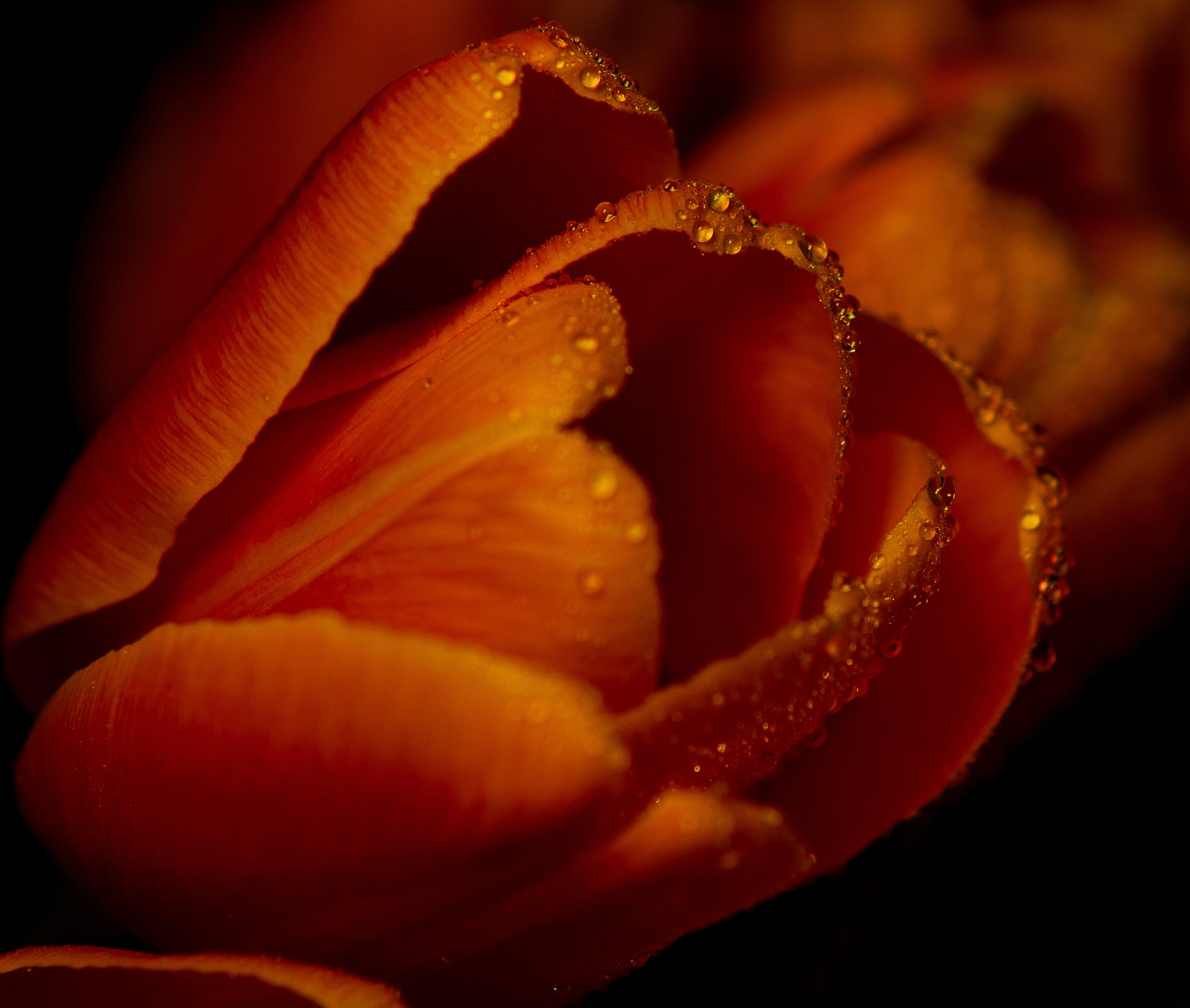 Цветы и свет. Фотограф в Москве Юлия Першина