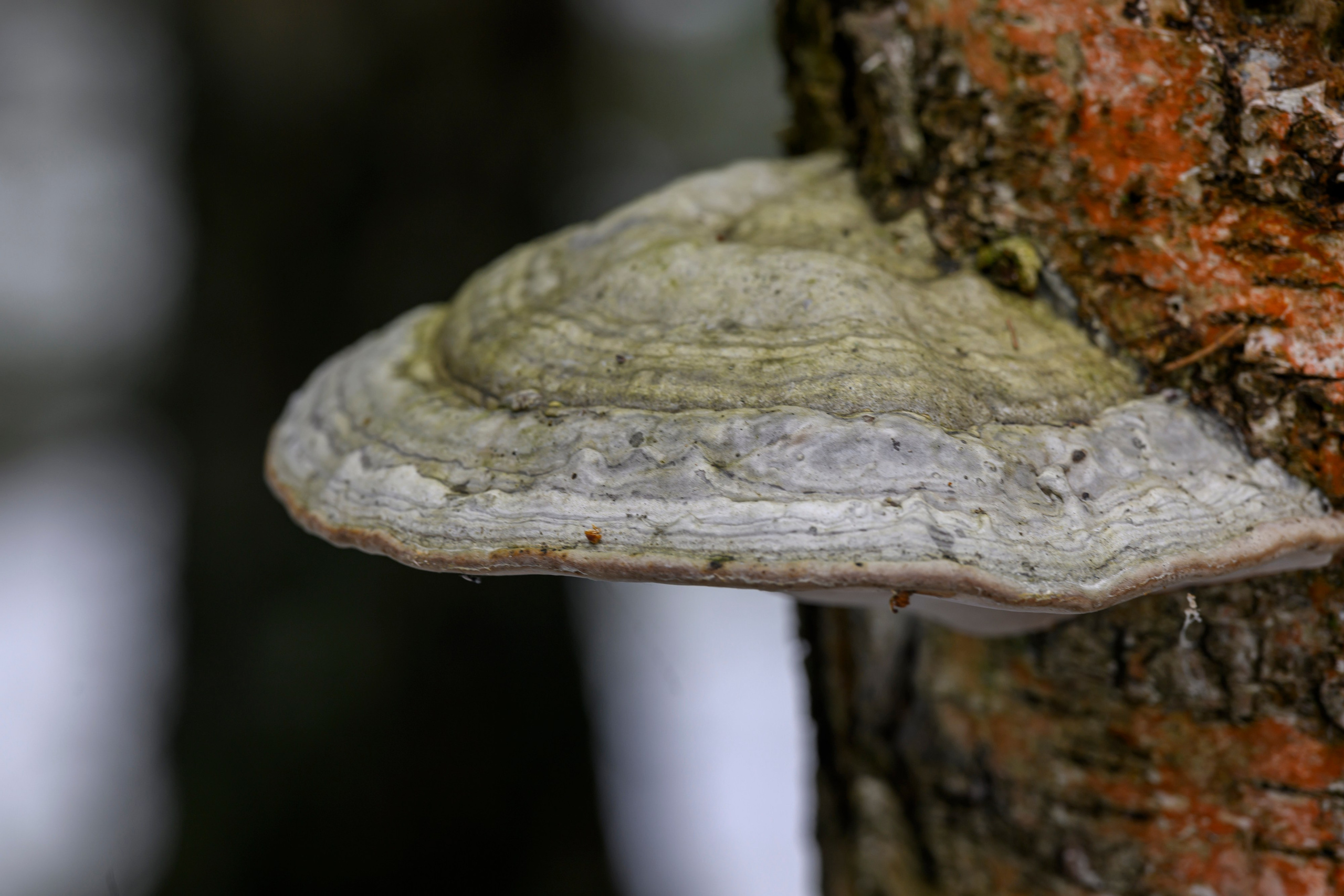 После снегопада. Wildlife photography by Sergey Puponin