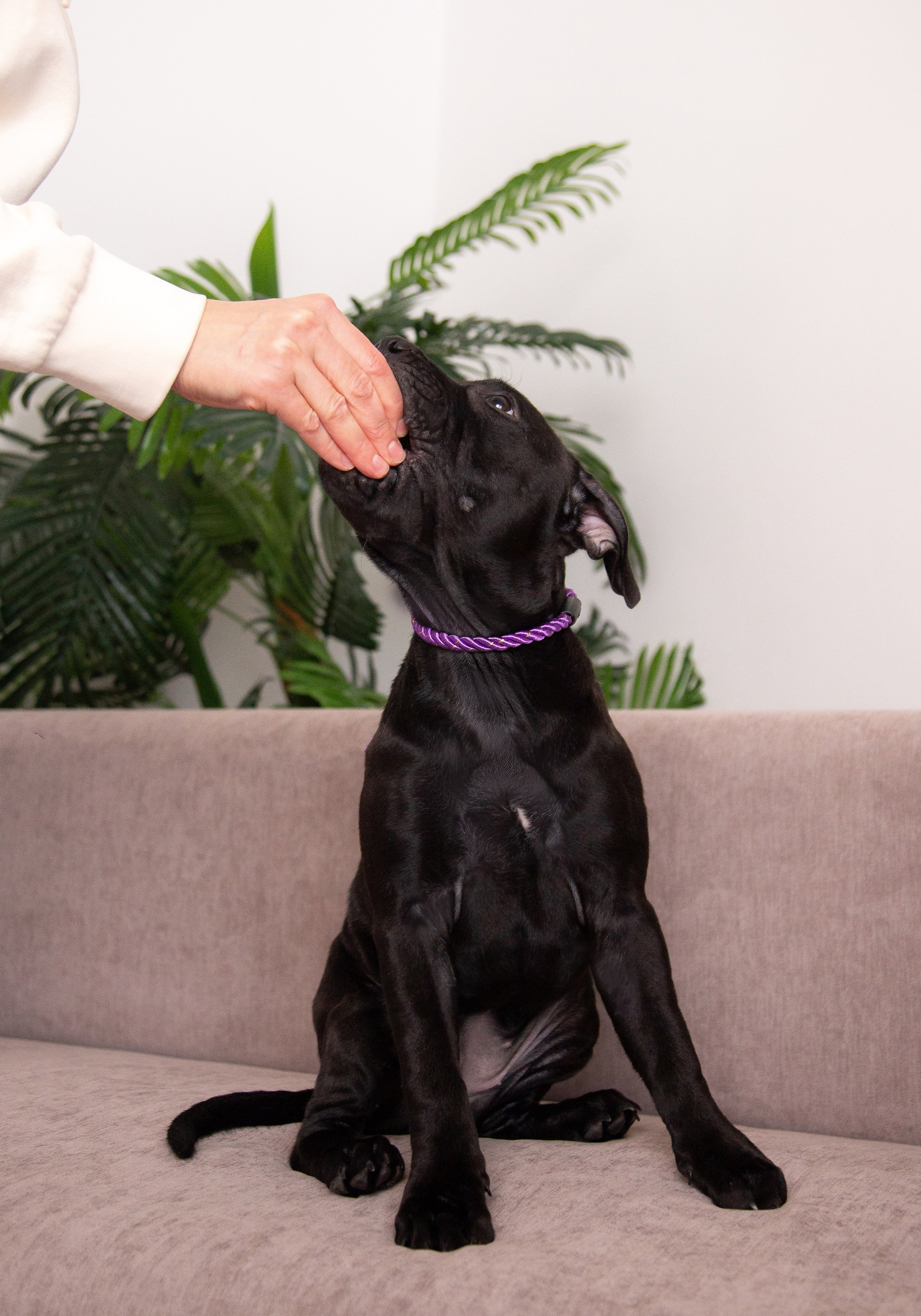 Новогодние малыши. Фотограф Анималист в Перми Анастасия Остерман