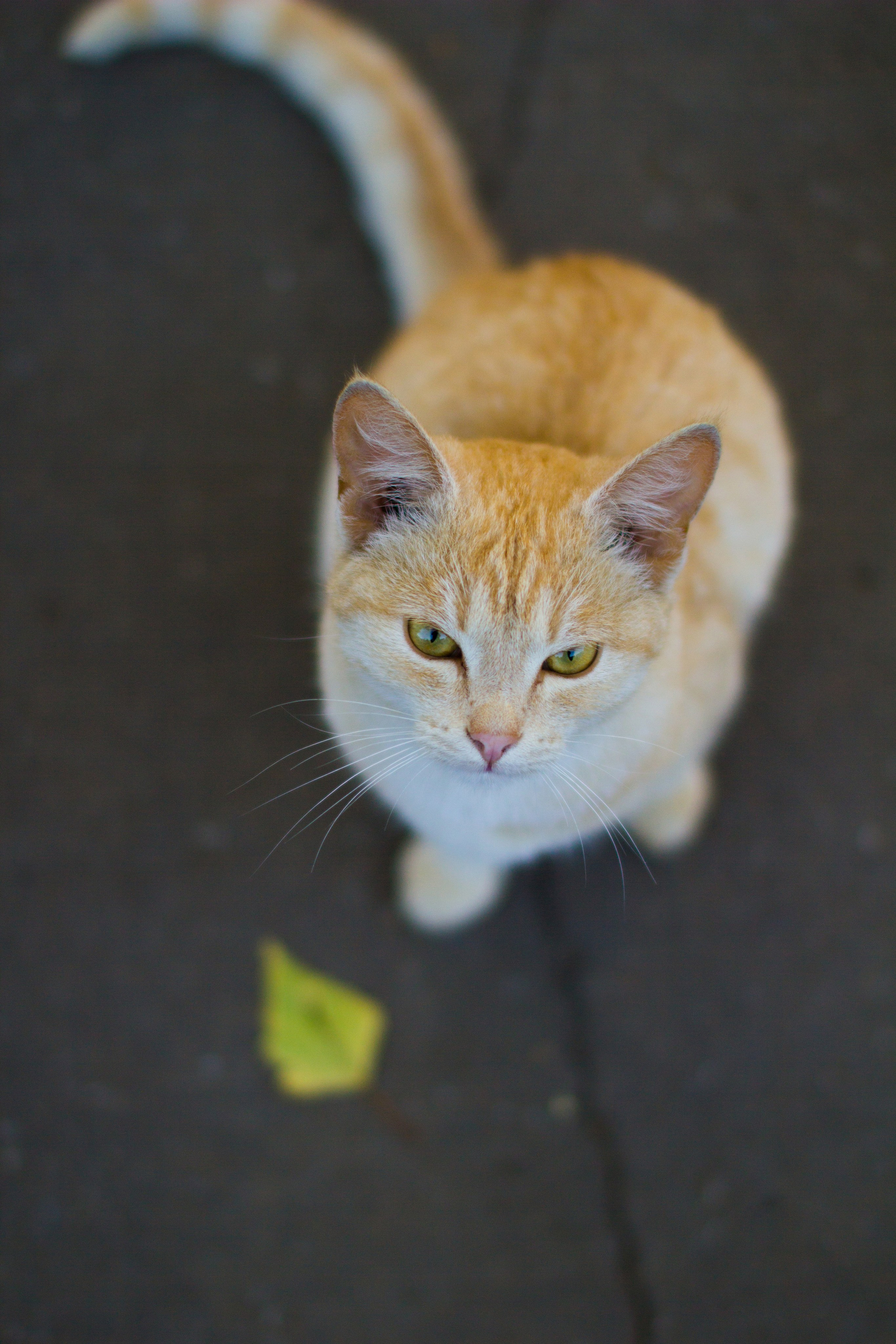 ЦВЕТНЫЕ ФОТОГРАФИИ. Никита Аничкин фото и видео оператор из России