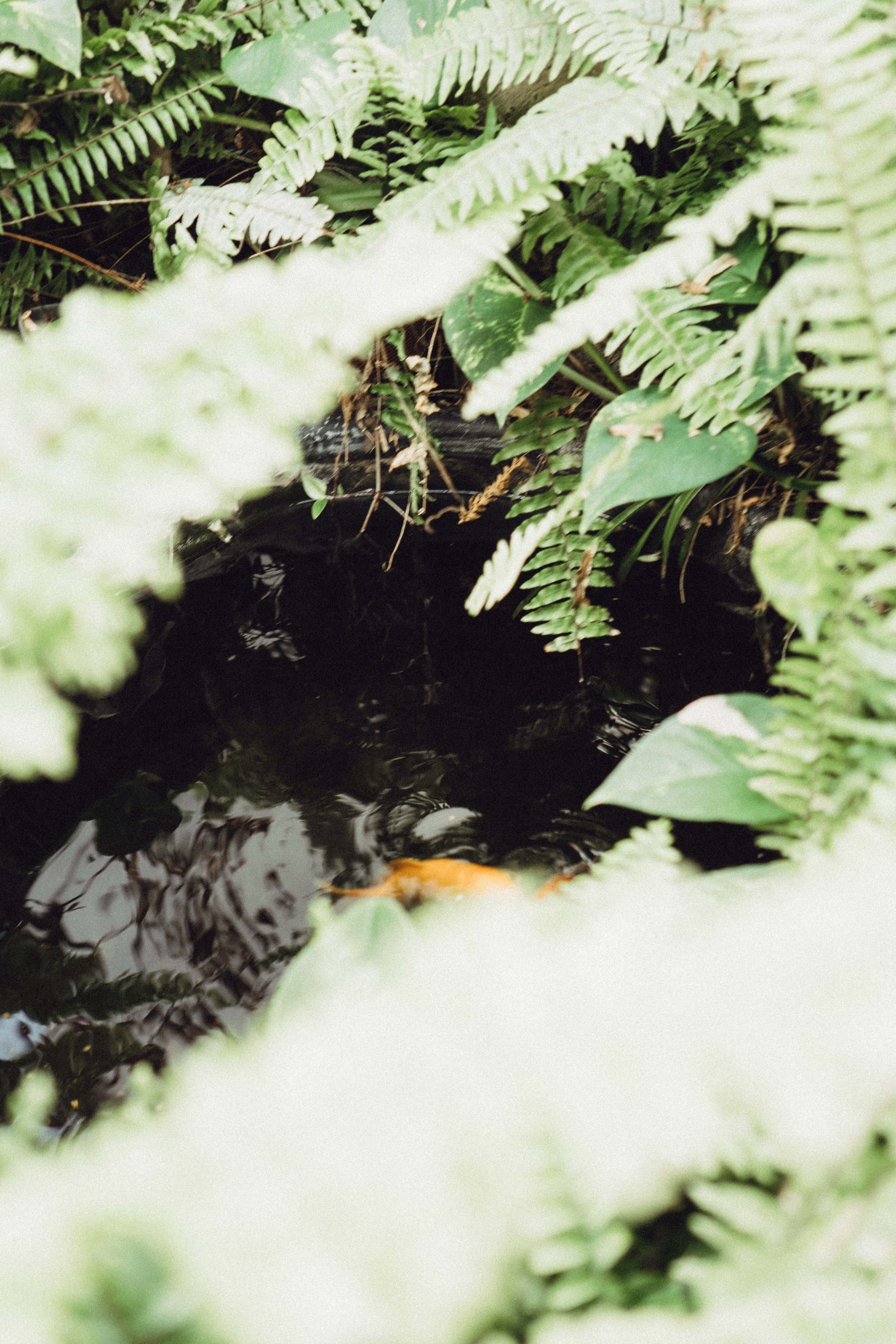 СВАДЕБНАЯ СЬЕМК В ПАРКЕ 300-ЛЕТИЯ. Профессиональный фотограф, Санкт-Петербург — Виктория Богомолова