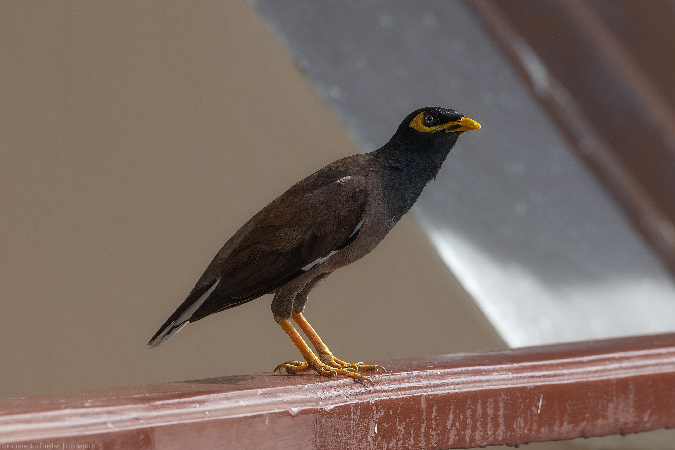 Обыкновенная майна. Архитектурный и пейзажный фотограф Кондратенко Руслан, Санкт-Петербург