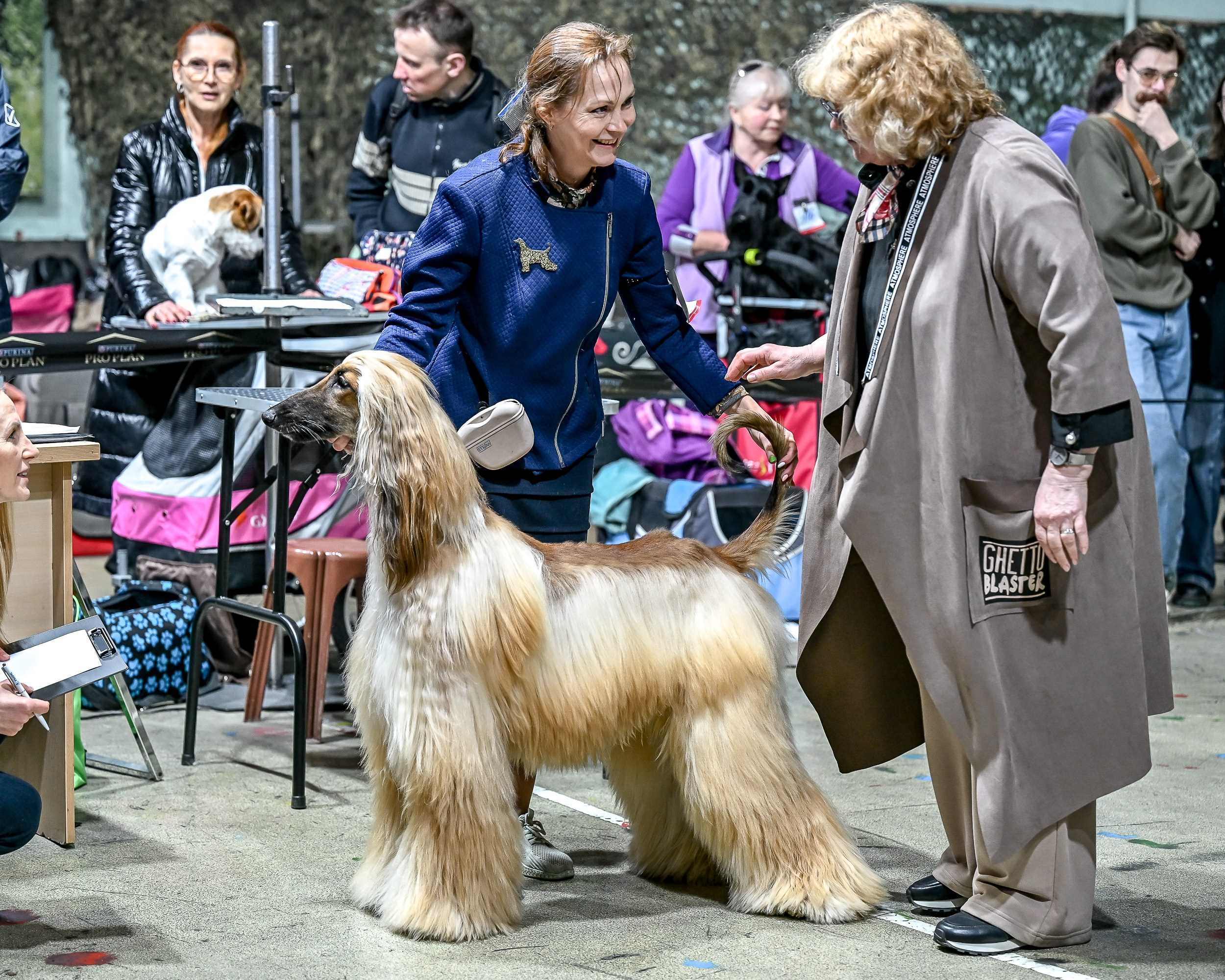 29.03.2026 KOO. Галерея фотографий афганской борзой