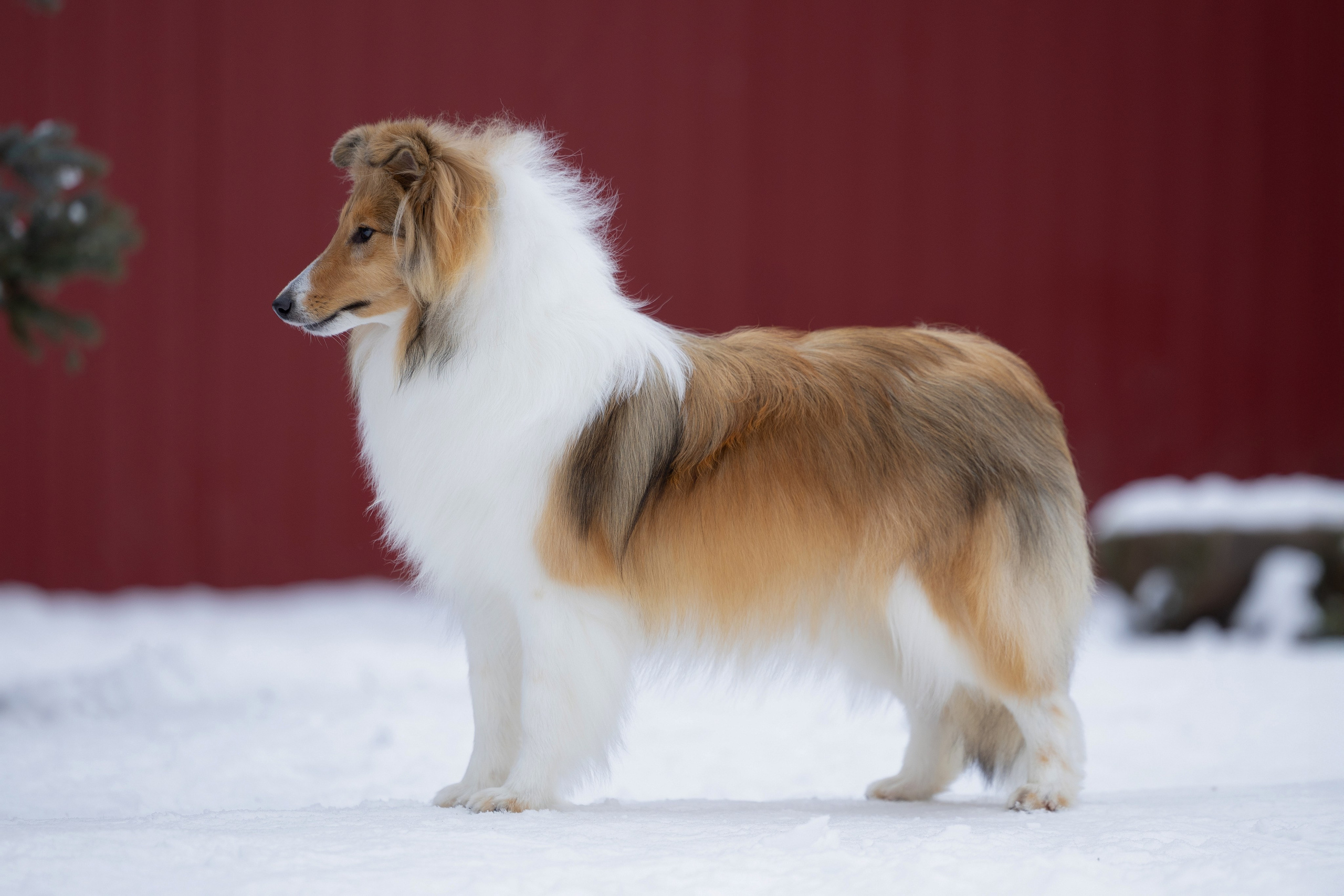 Питомник Пятый Элемент. Мои работы