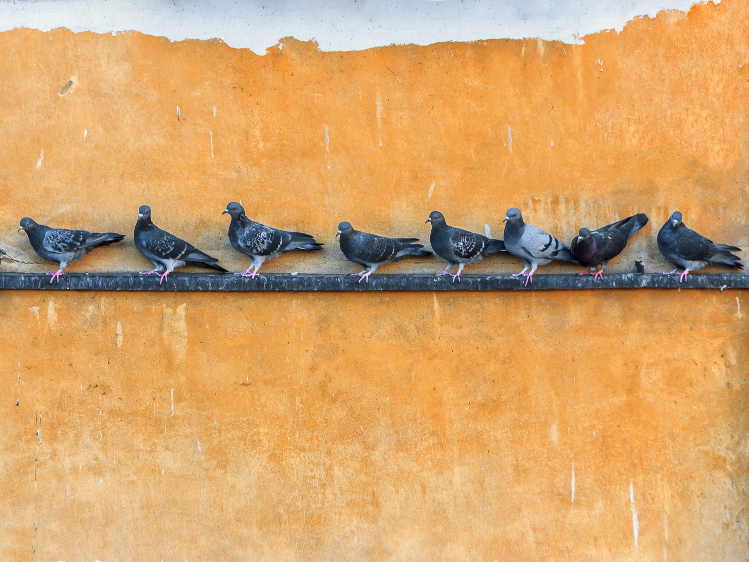 Животные. Портретный, интерьерный и фуд фотограф в Перми Иван Вострецов