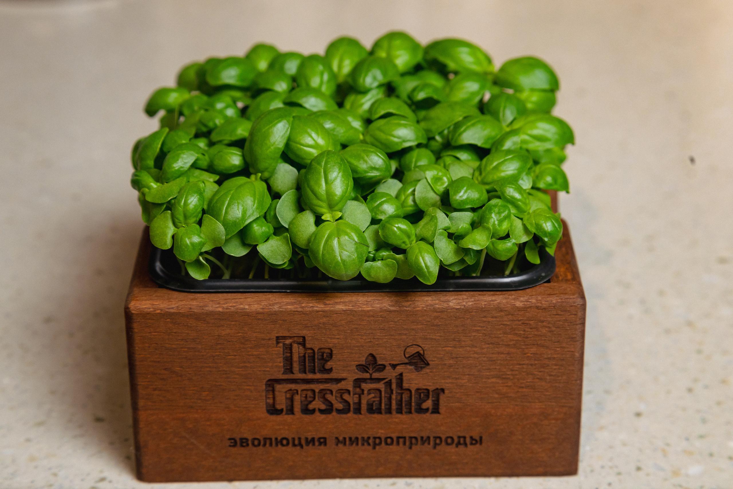Food. Фотограф Наталья Петросян