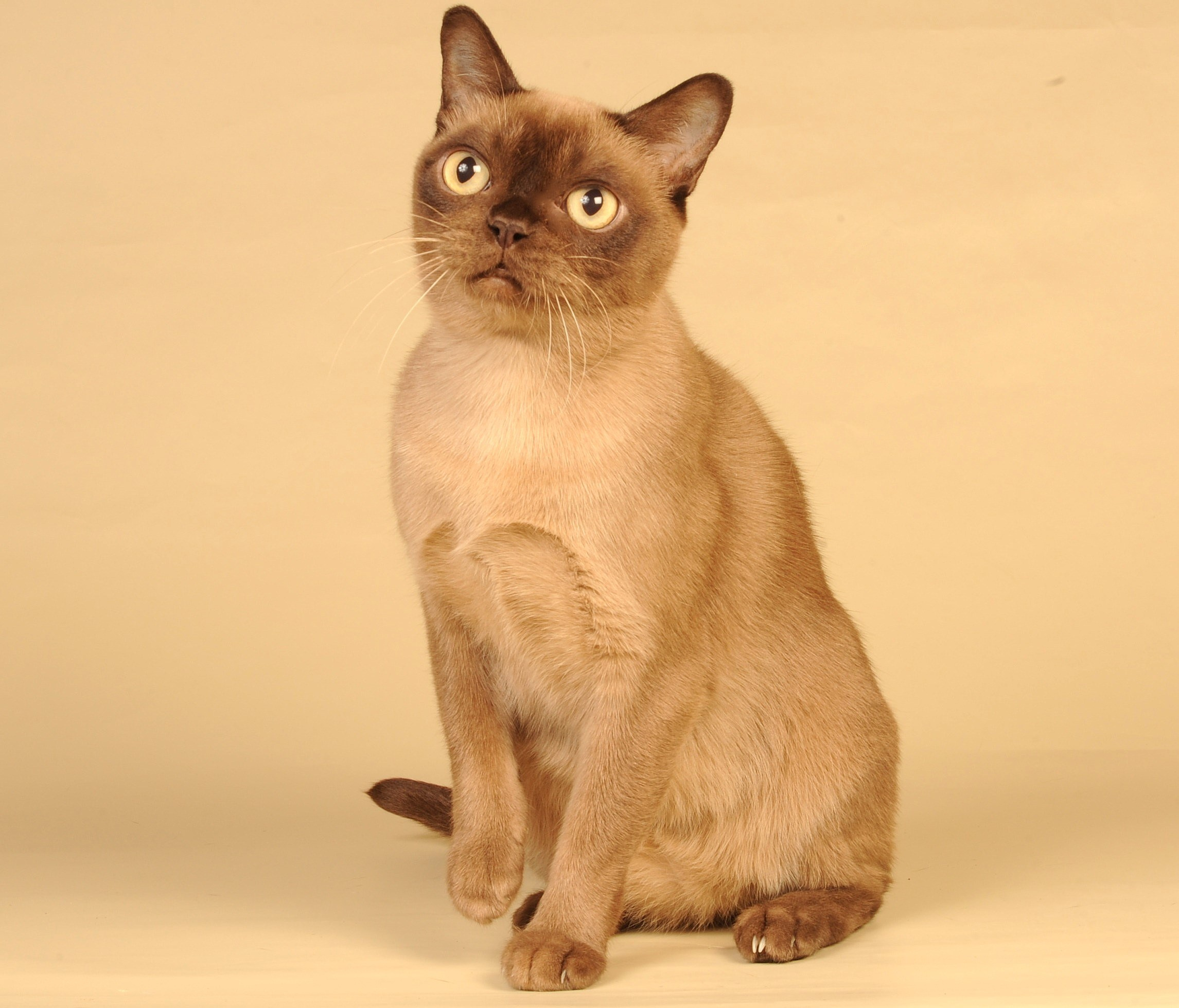 Котёнок американской бурмы. Las Burmas — питомник американской бурмы традиционных линий