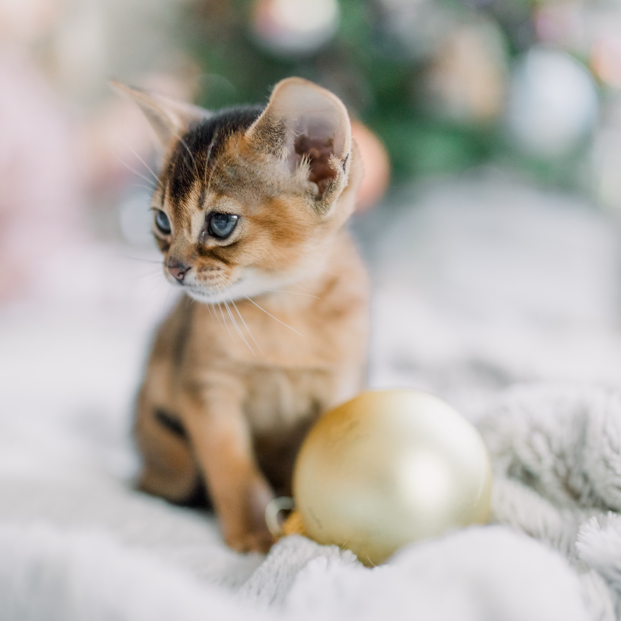 Таня и Лев. Лена Крутова. Фотограф в Москве