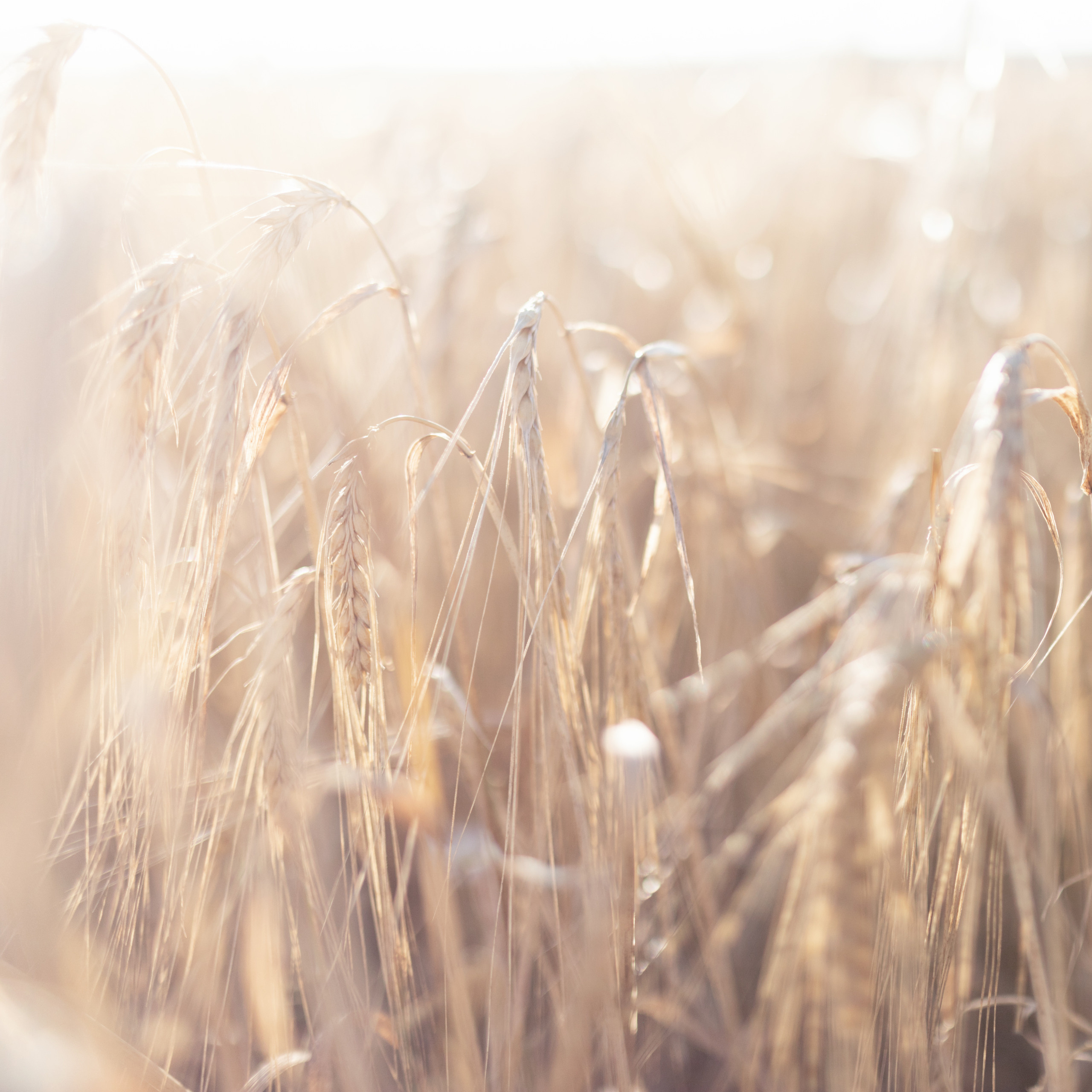 Лиза. Лена Крутова. Фотограф в Москве