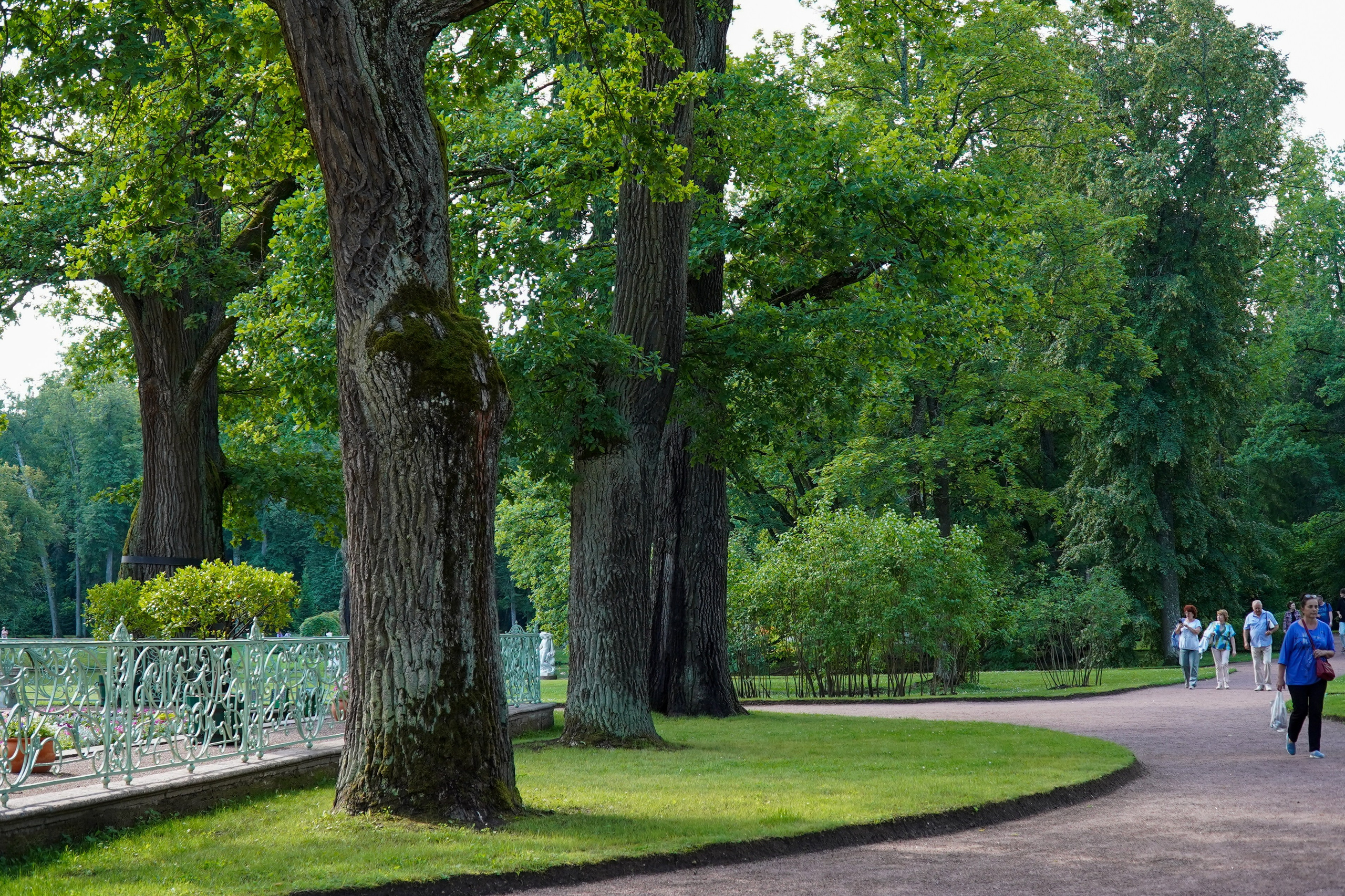 ОРАНИЕНБАУМ. Июль 2024. Фотограф Наталья Погодина в г. Обнинске