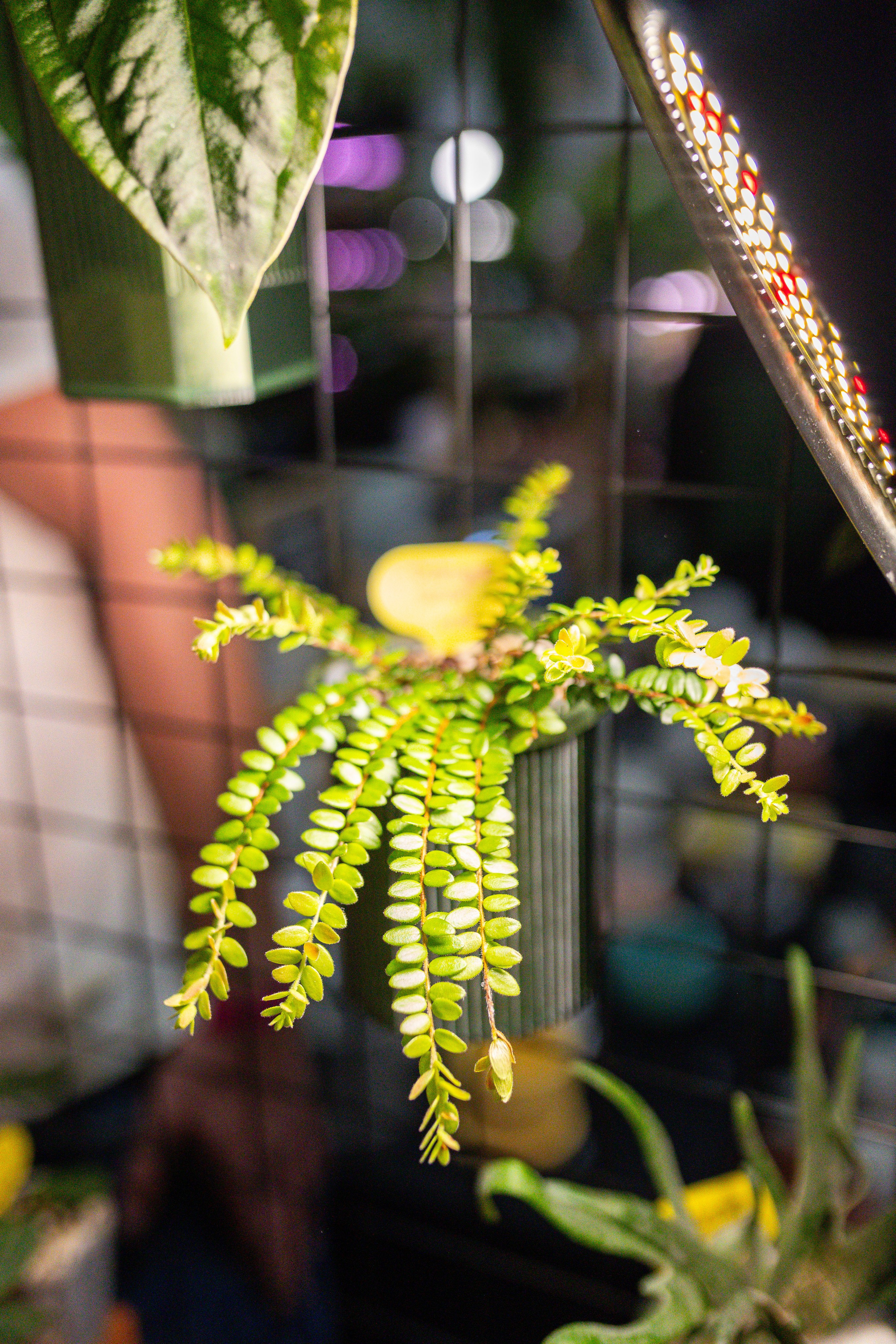 Монстериум 11–12 октября. Александра Куликова фотограф, Москва