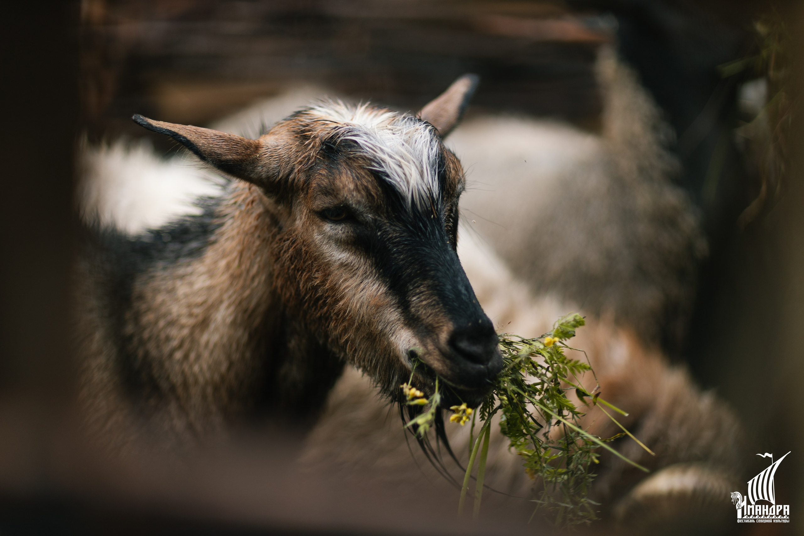 Imandra 2025. Репортажный фотограф в Мурманской области