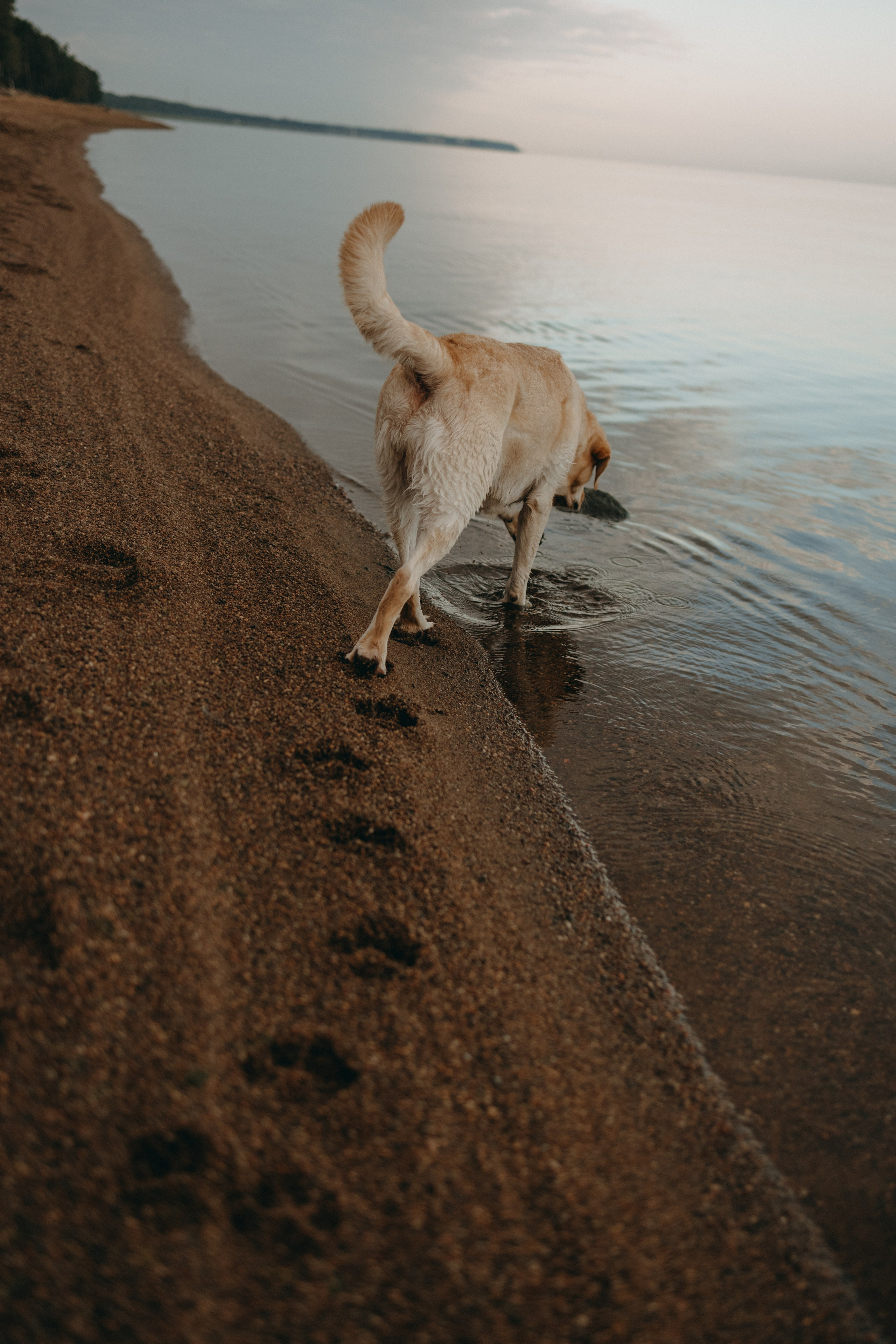 Наташа и Шани. Фотограф — Анималист | Санкт-Петербург