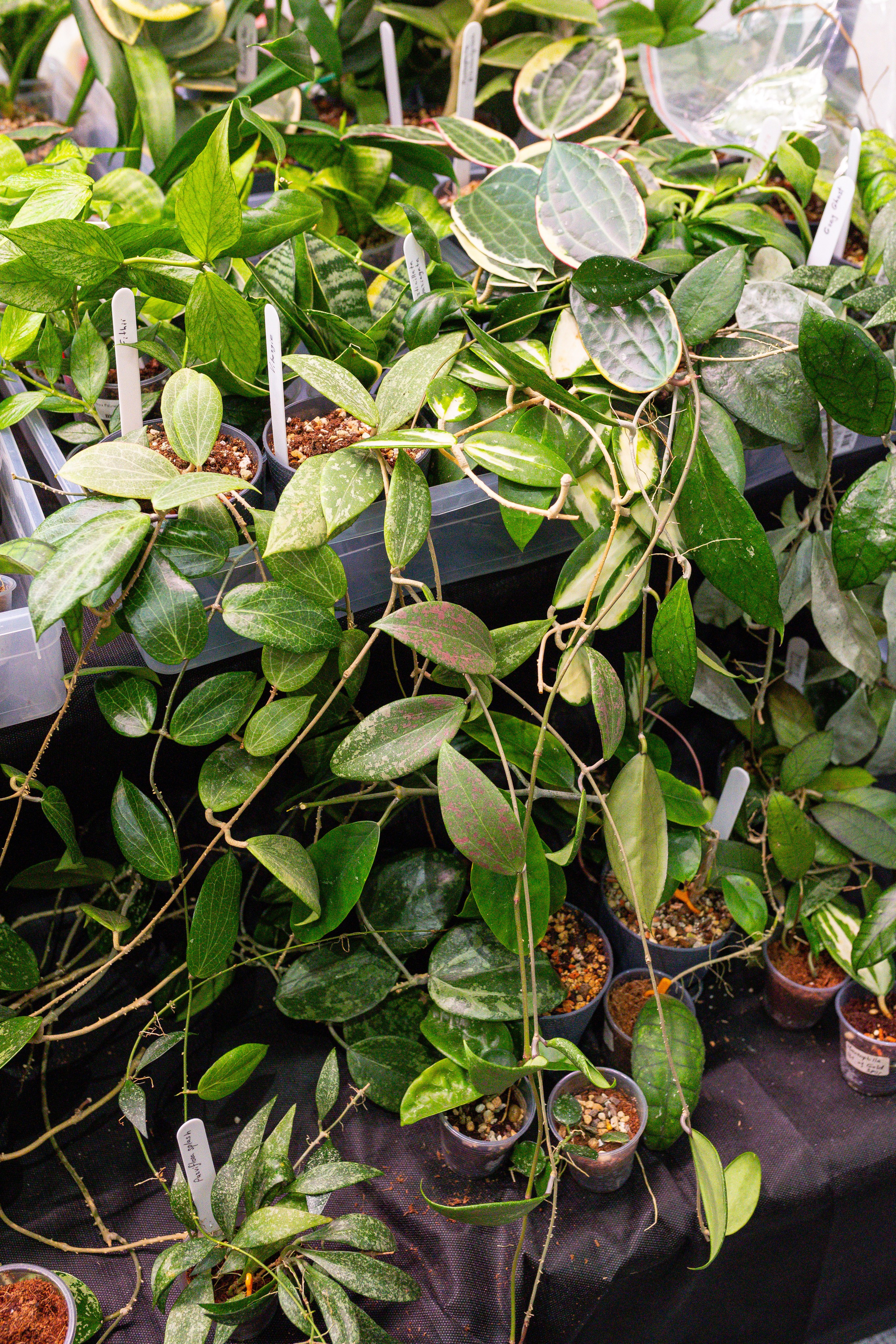 Монстериум 11–12 октября. Александра Куликова фотограф, Москва