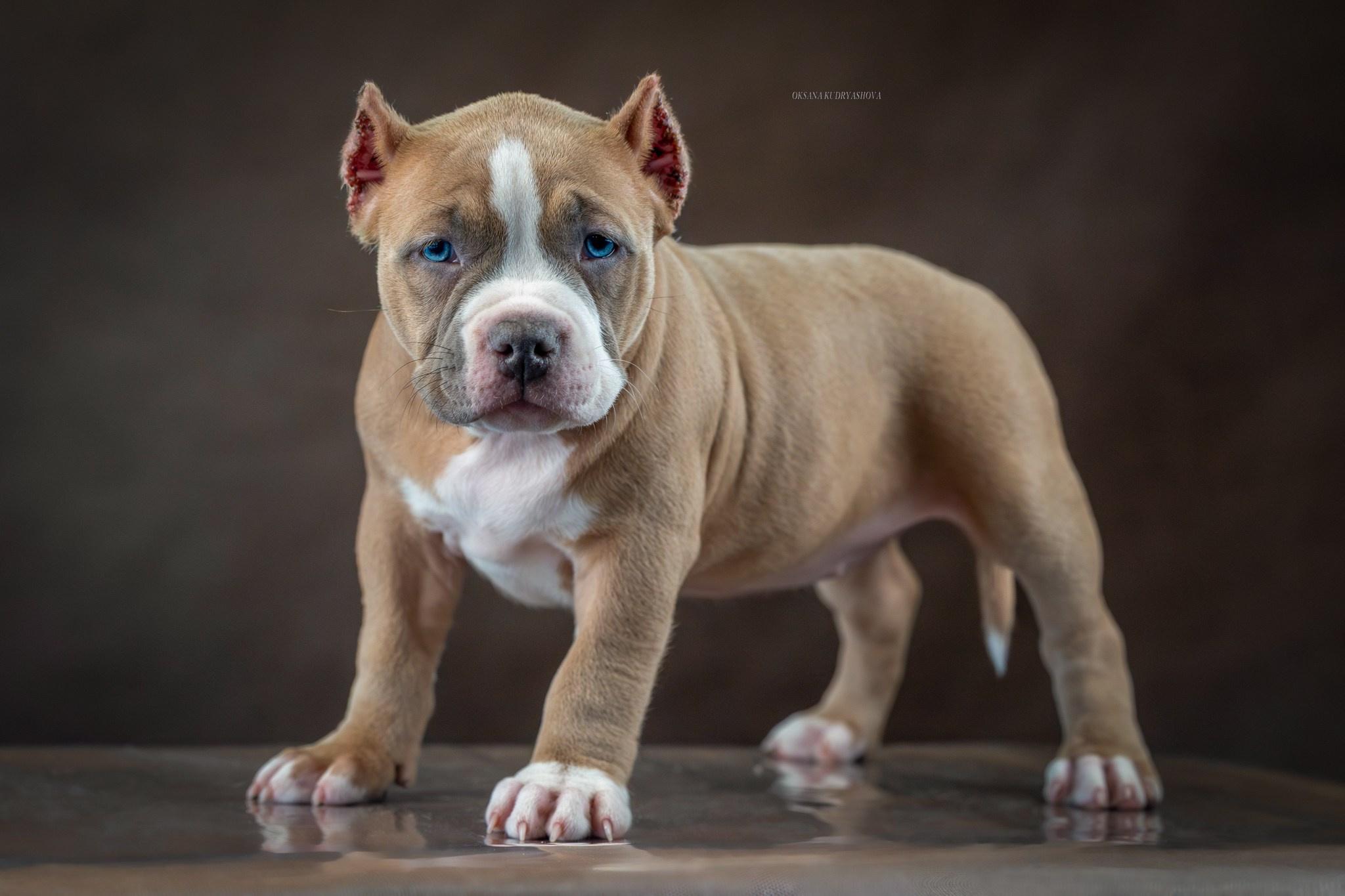 Американский булли!. Фотограф 📸 анималист, предметный, репортажный
