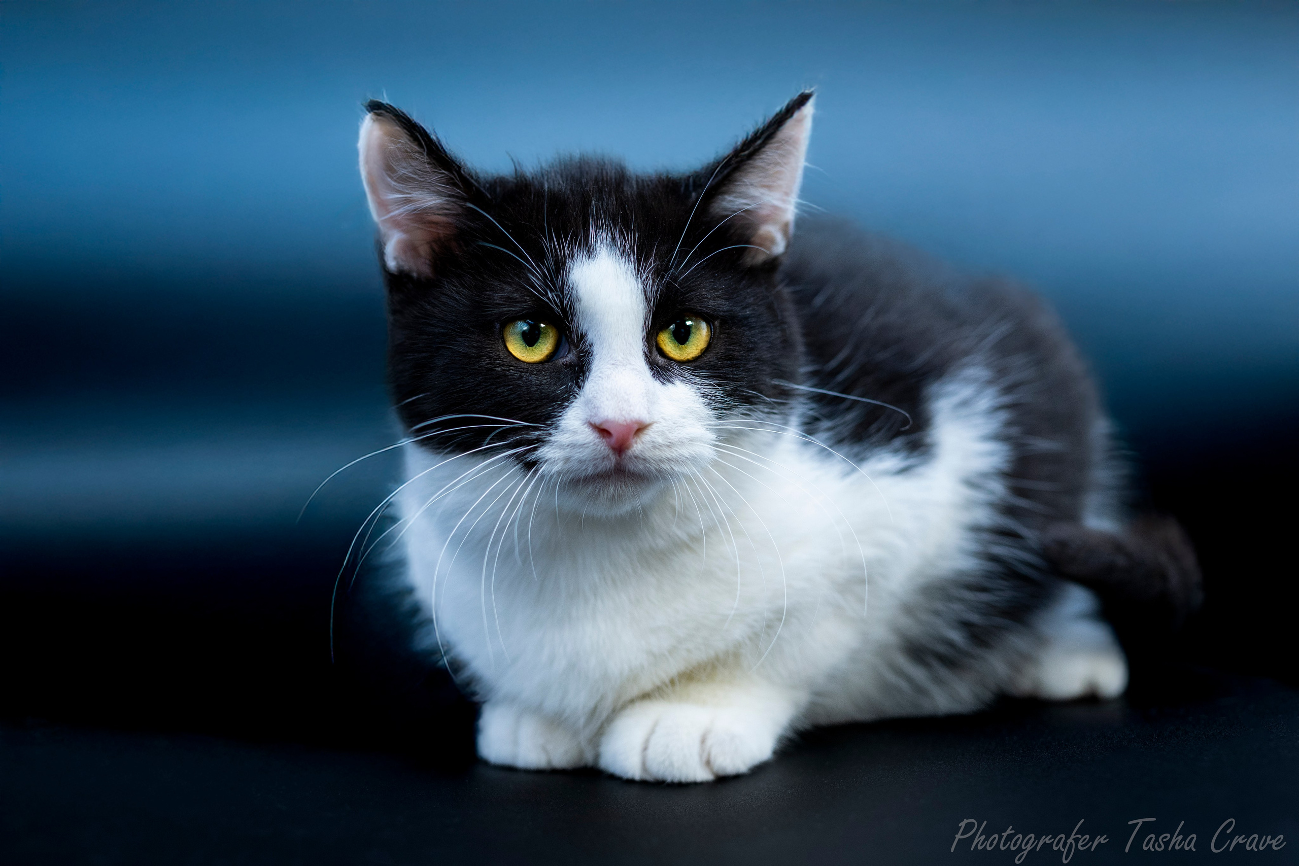 Передержка. Фотограф анималист в Санкт-Петербурге Таша Крейв