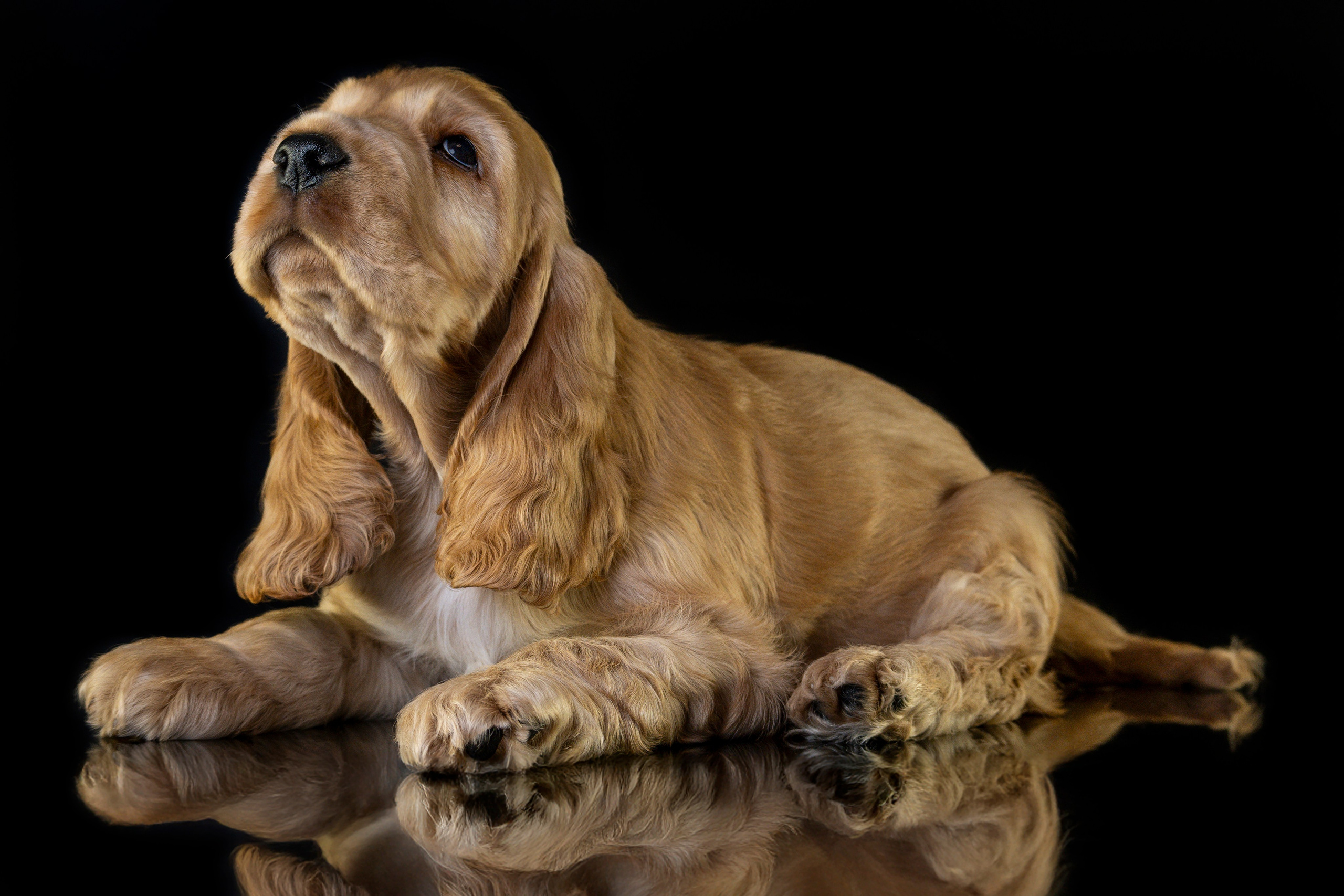 Щенки спаниеля. Фотограф анималист в Санкт-Петербурге Таша Крейв