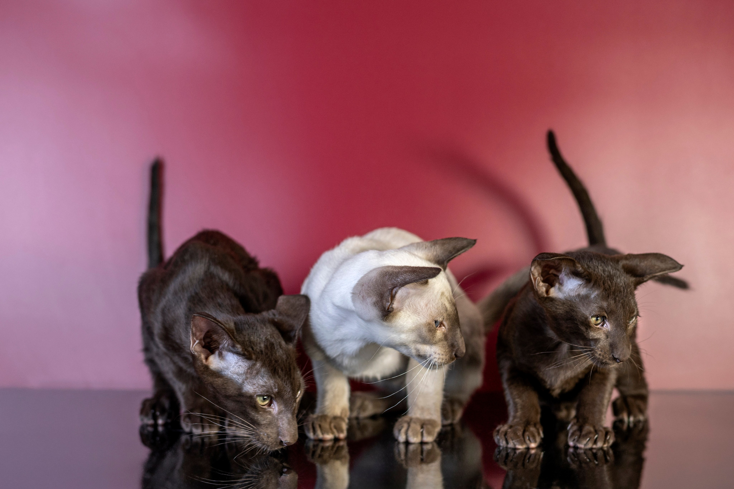 Божественные Ориенталы. Фотограф анималист в Санкт-Петербурге Таша Крейв