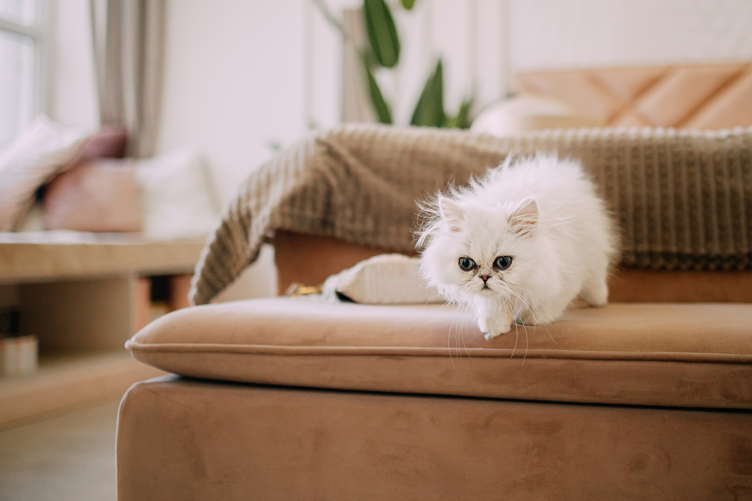 Султан, Мэй Мэй и Шанталь и их семья