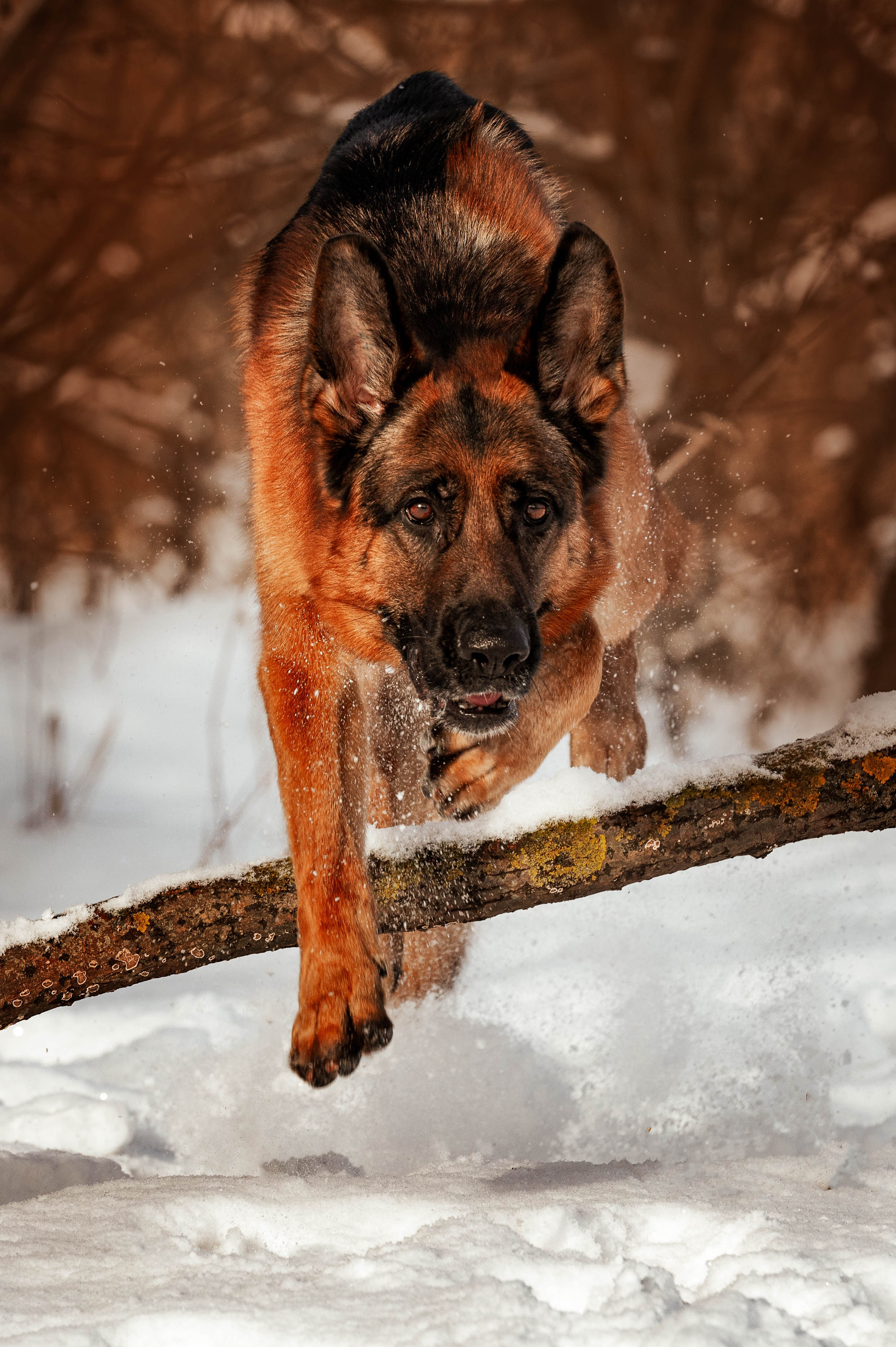 Вольт. Фотограф-анималист