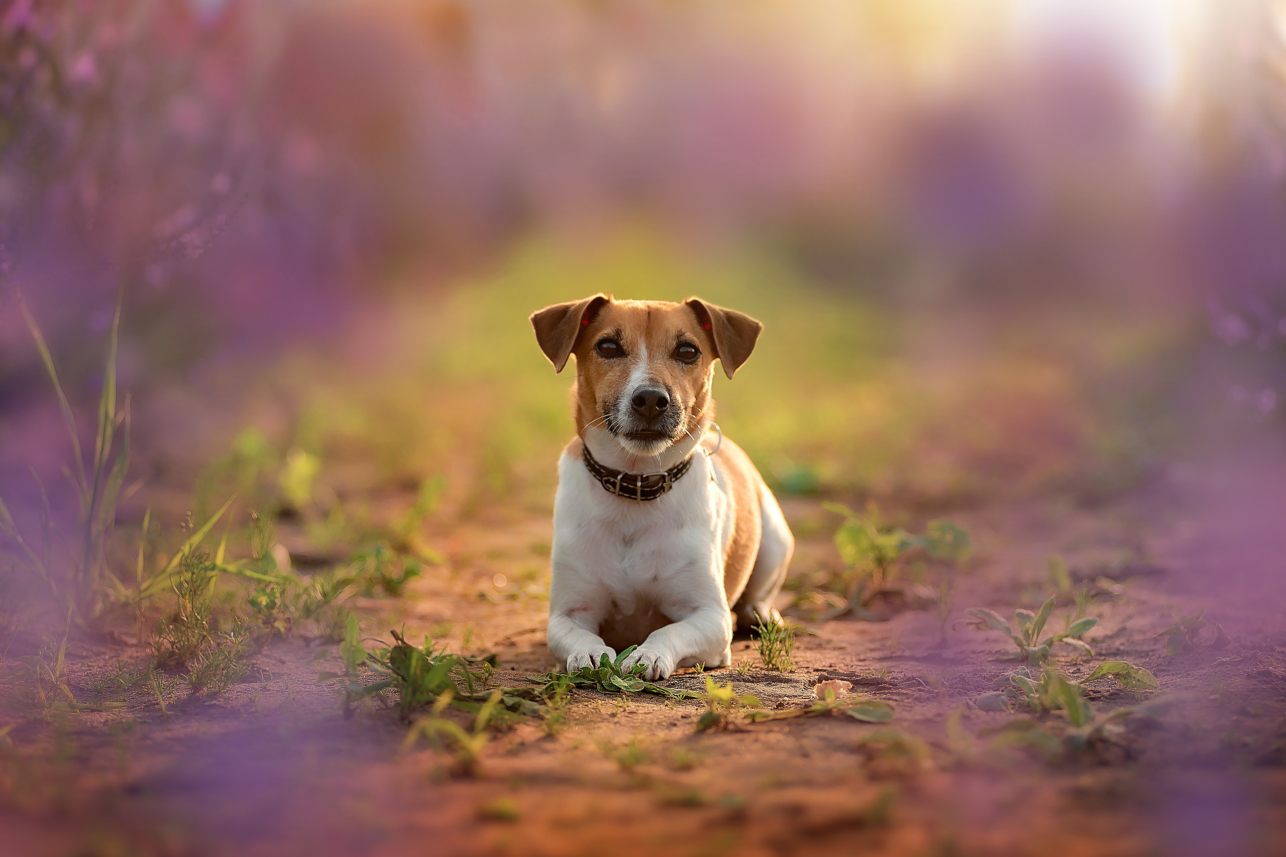 Анималистика. Детский и семейный фотограф в Пензе Камалова Анастасия