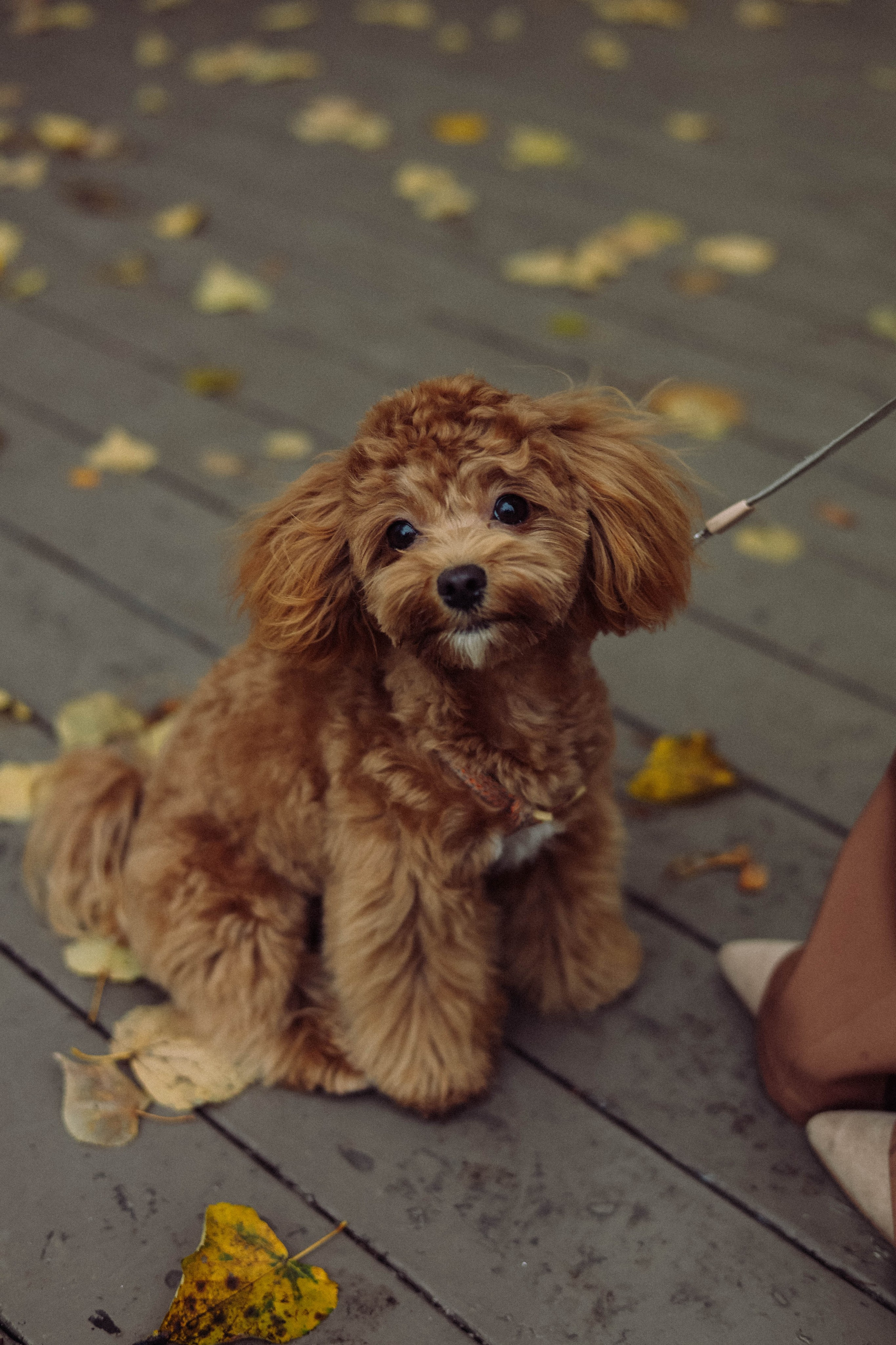 Кира. Фотограф в Москве Анастасия Калинина