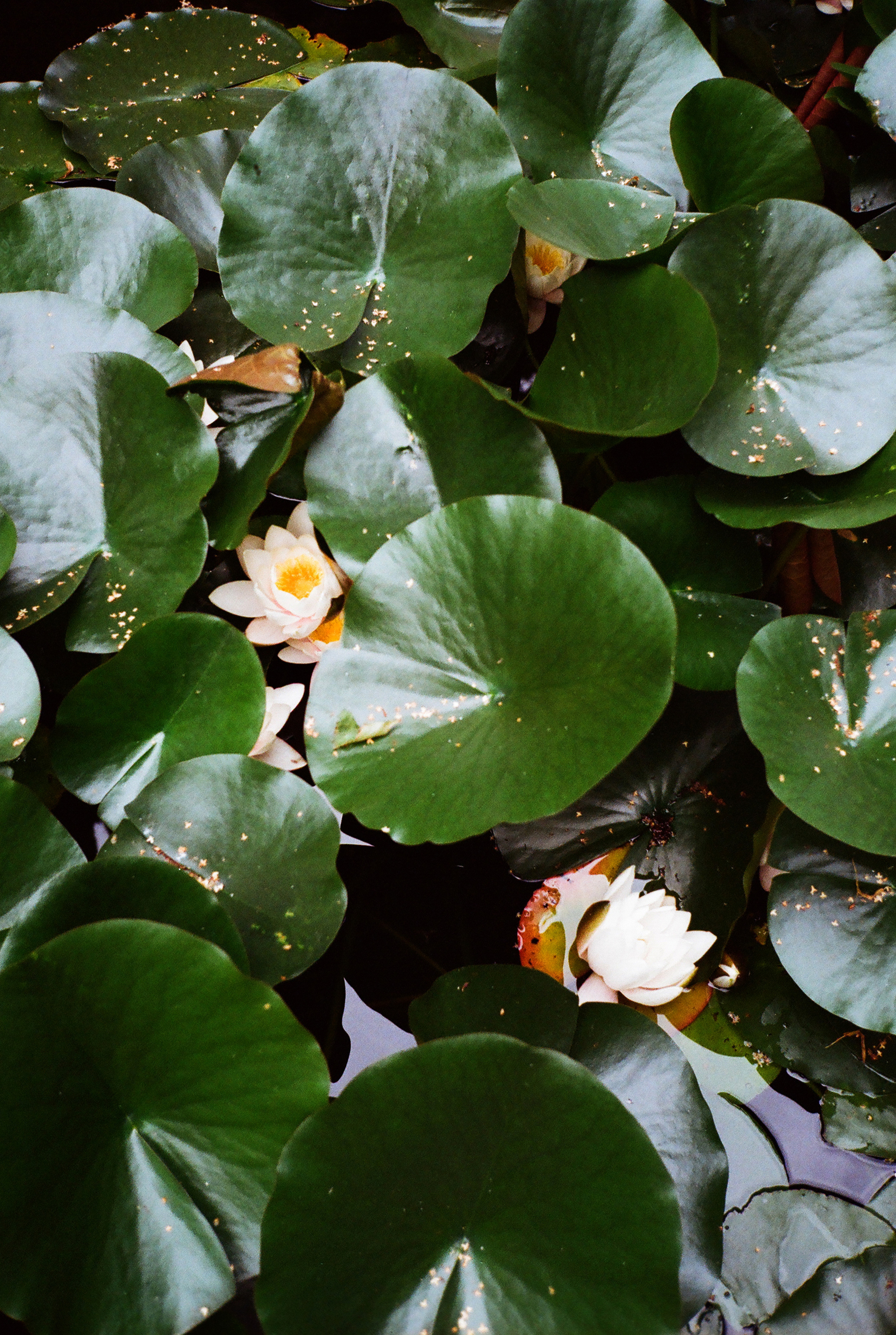 Фотографии цветные. Свадебный и семейный пленочный фотограф в Петербурге Истомина Ирина