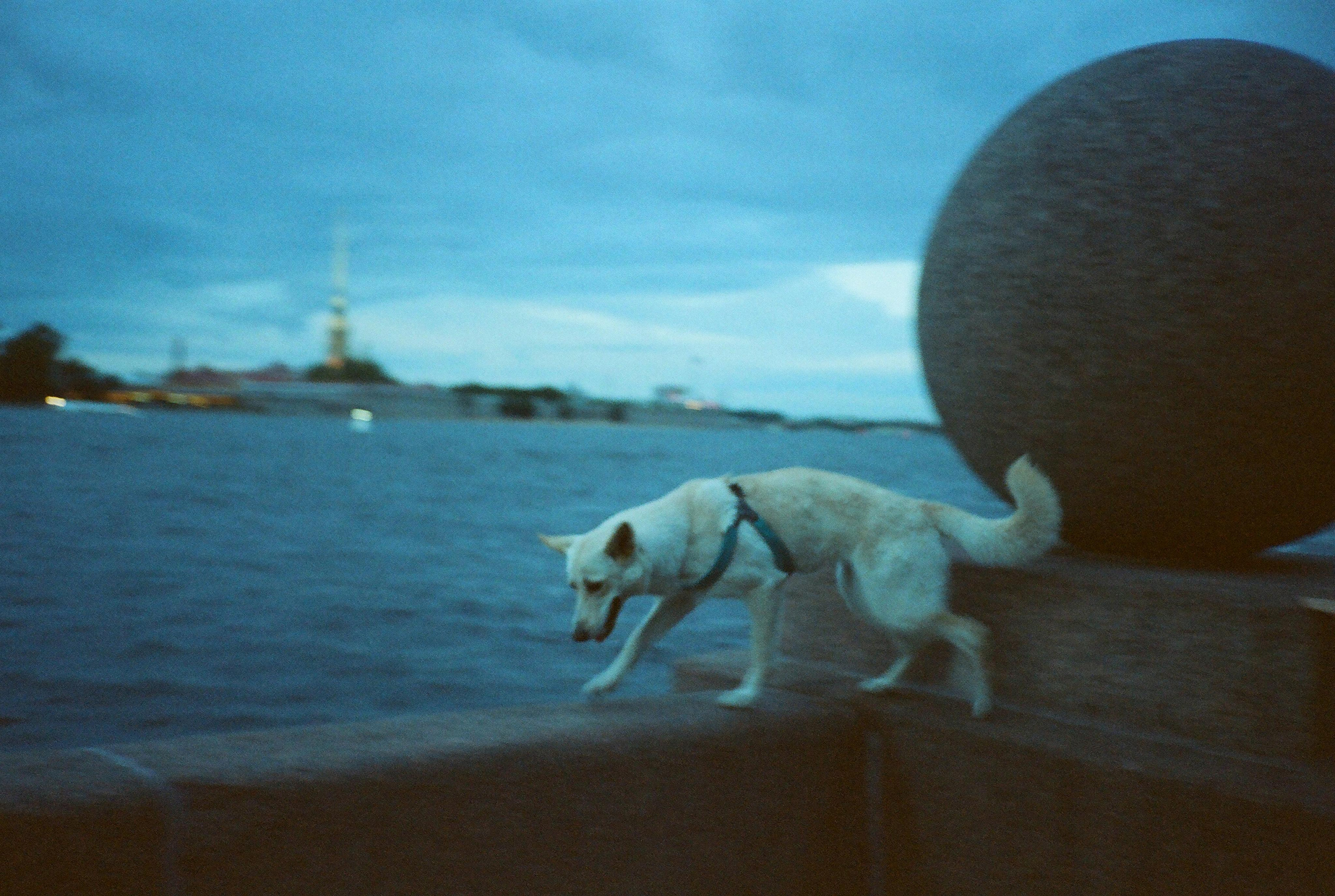 Фотографии цветные. Свадебный и семейный пленочный фотограф в Петербурге Истомина Ирина