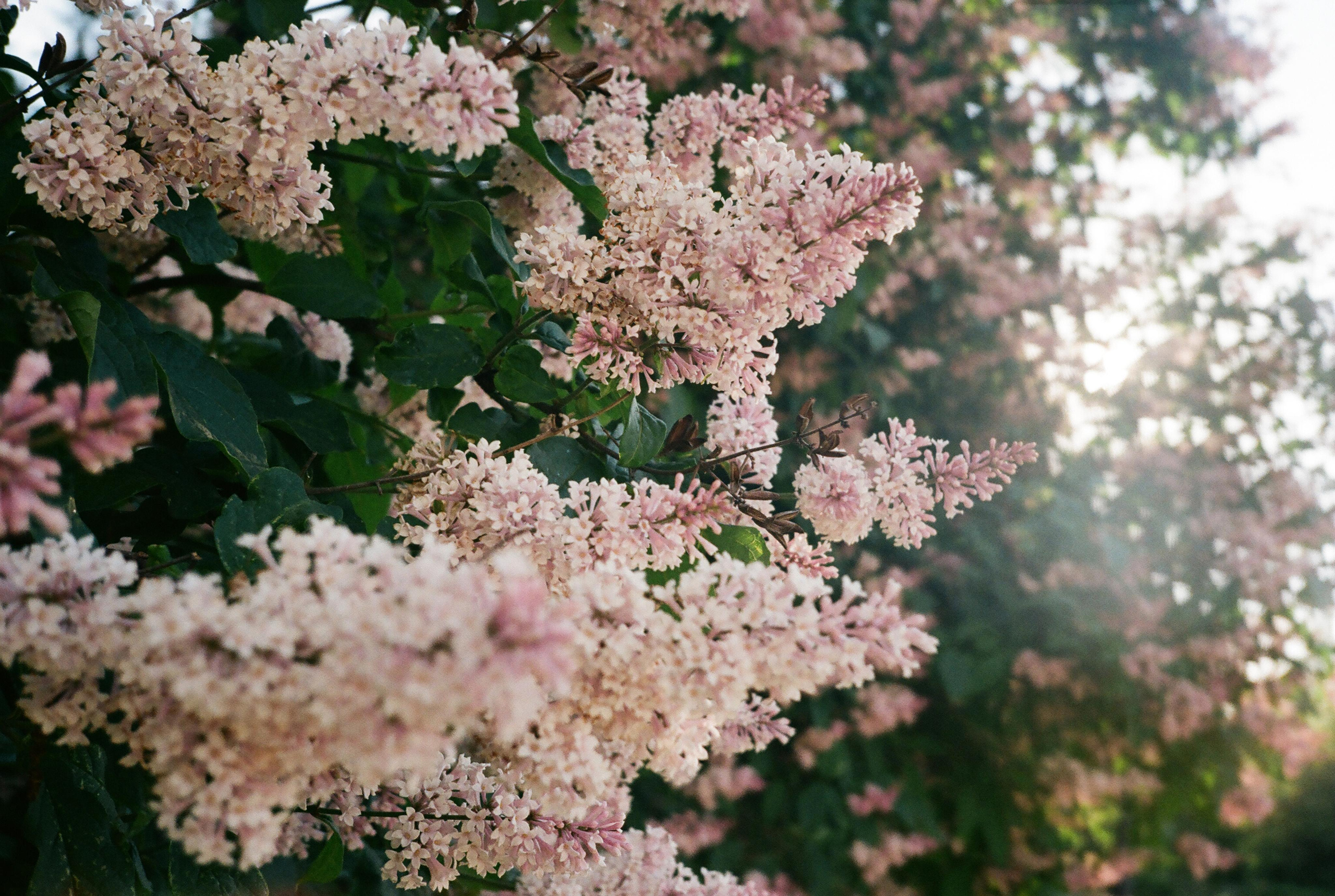 Фотографии цветные. Свадебный и семейный пленочный фотограф в Петербурге Истомина Ирина