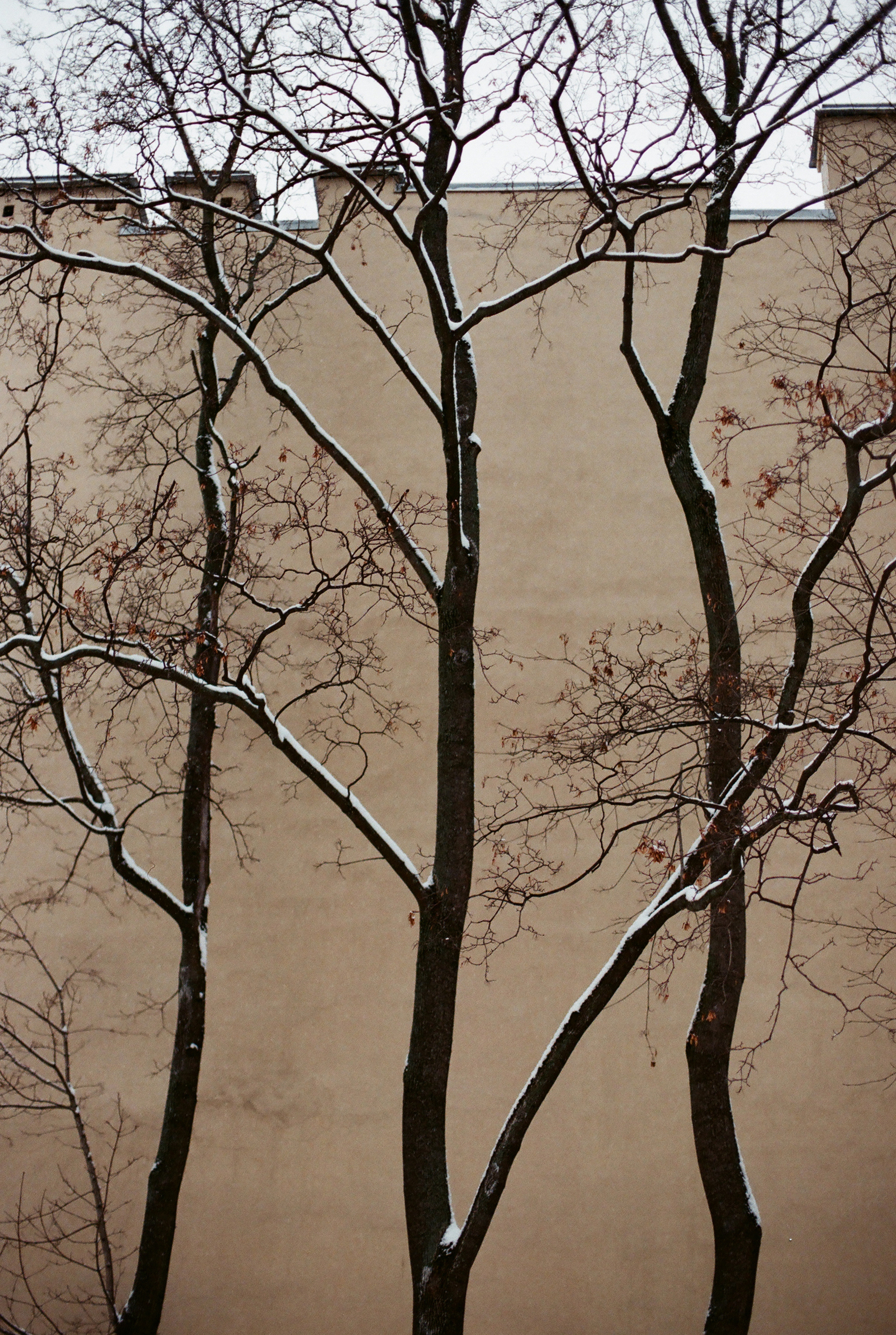 Фотографии цветные. Свадебный и семейный пленочный фотограф в Петербурге Истомина Ирина