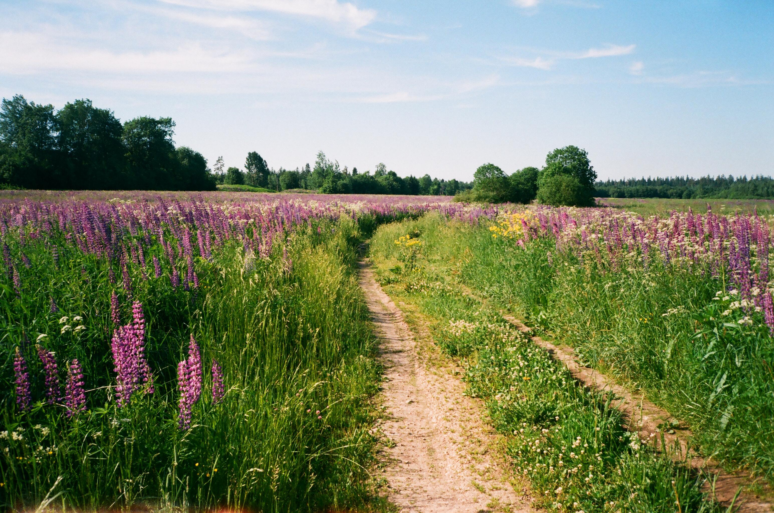 Фотографии цветные. Свадебный и семейный пленочный фотограф в Петербурге Истомина Ирина