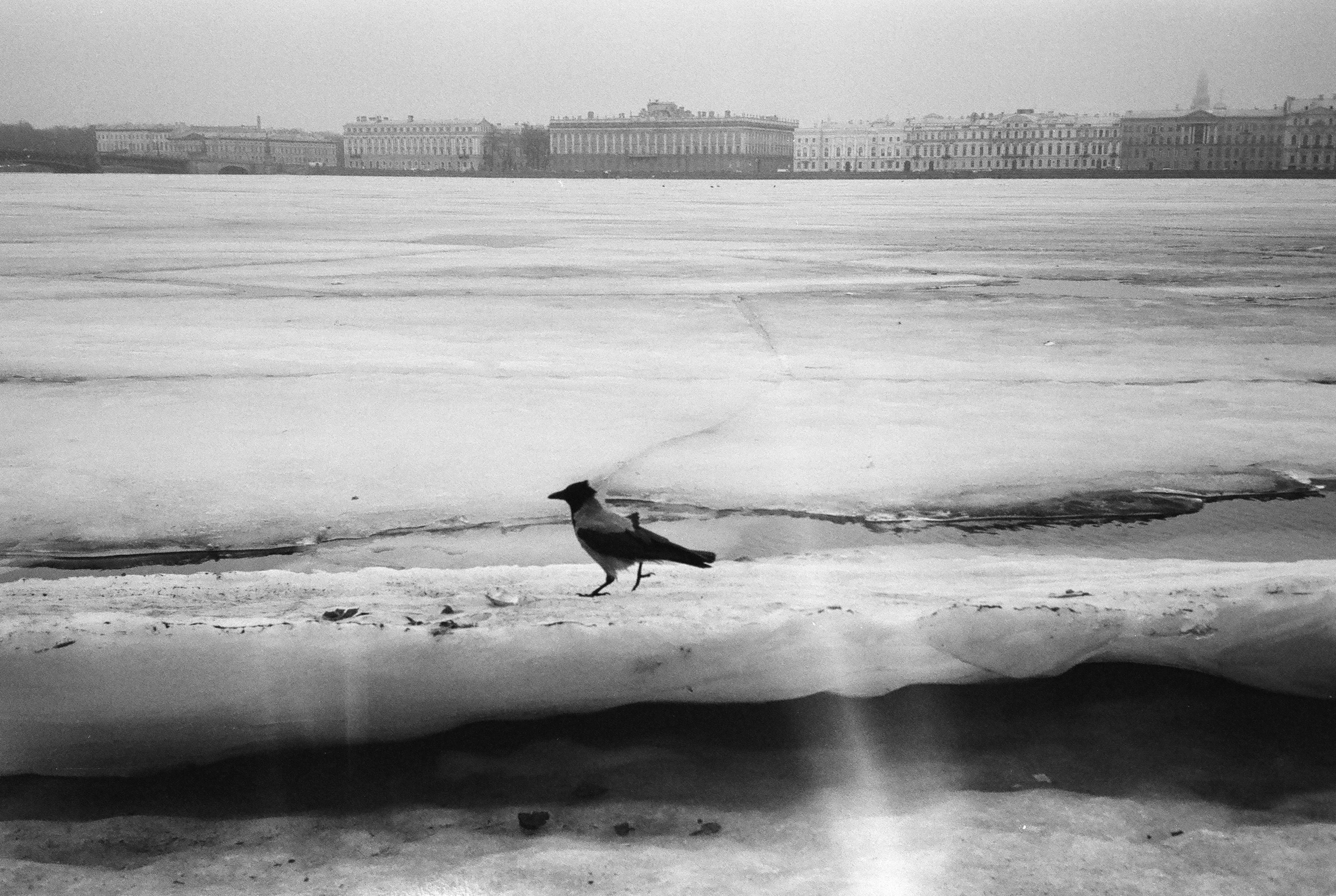 Фотографии черно-белые. Свадебный и семейный пленочный фотограф в Петербурге Истомина Ирина