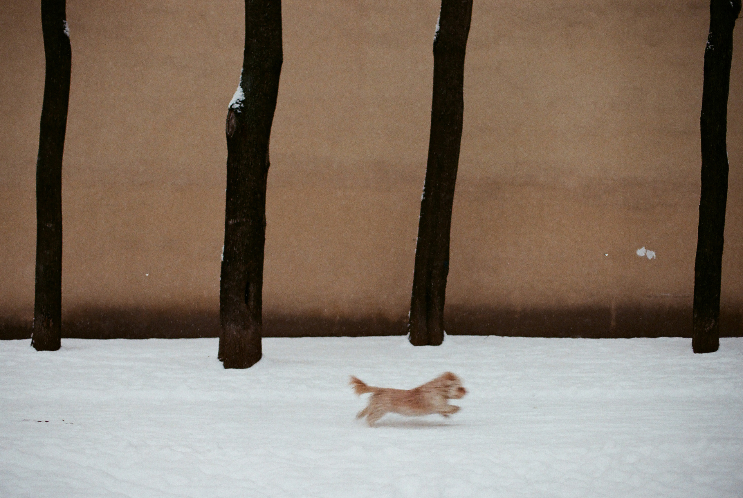 Фотографии цветные. Свадебный и семейный пленочный фотограф в Петербурге Истомина Ирина