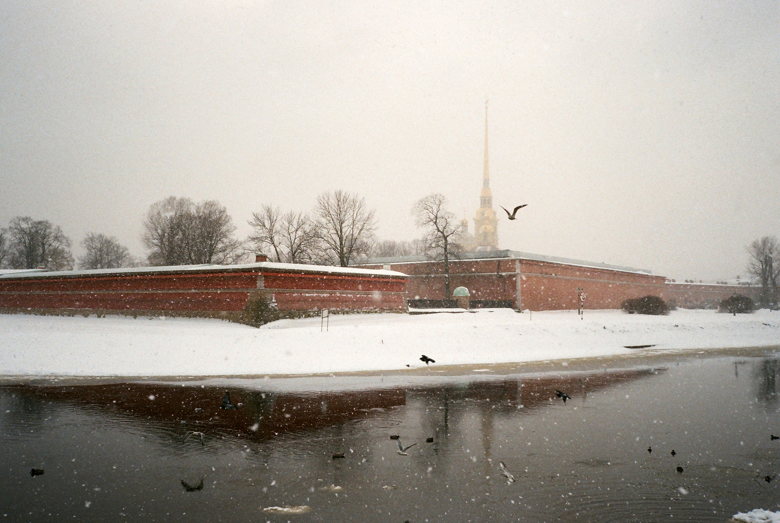 Фотографии цветные. Свадебный и семейный пленочный фотограф в Петербурге Истомина Ирина